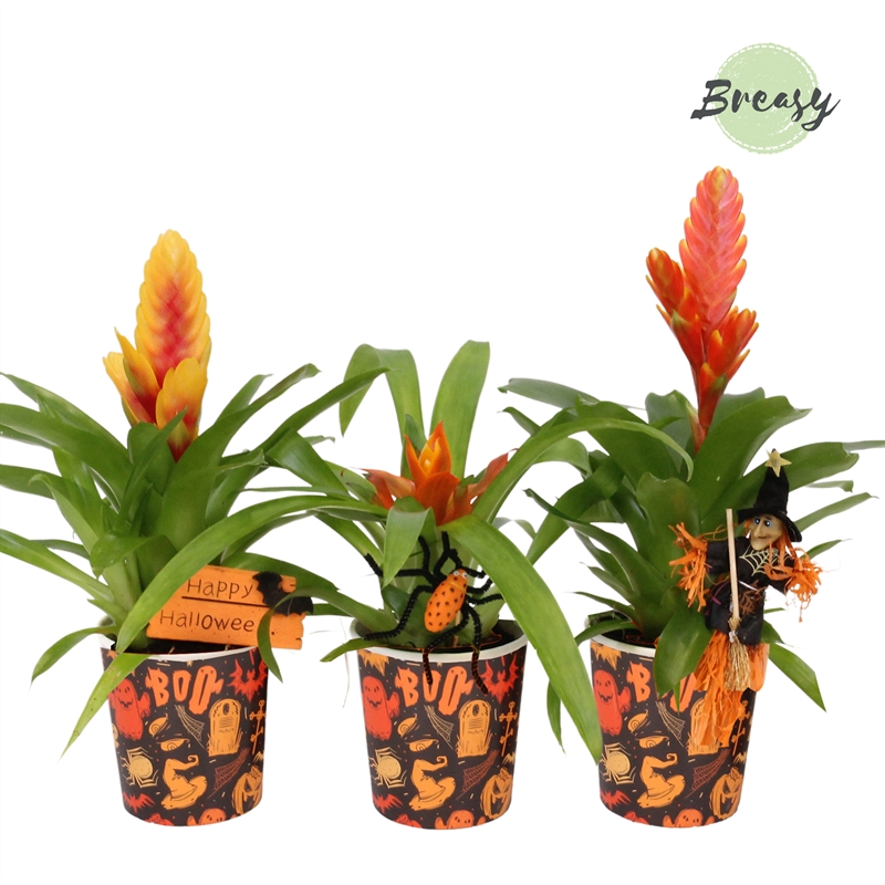 Picture of Bromelia Halloween Potcover BOO! + deco P10 35CM