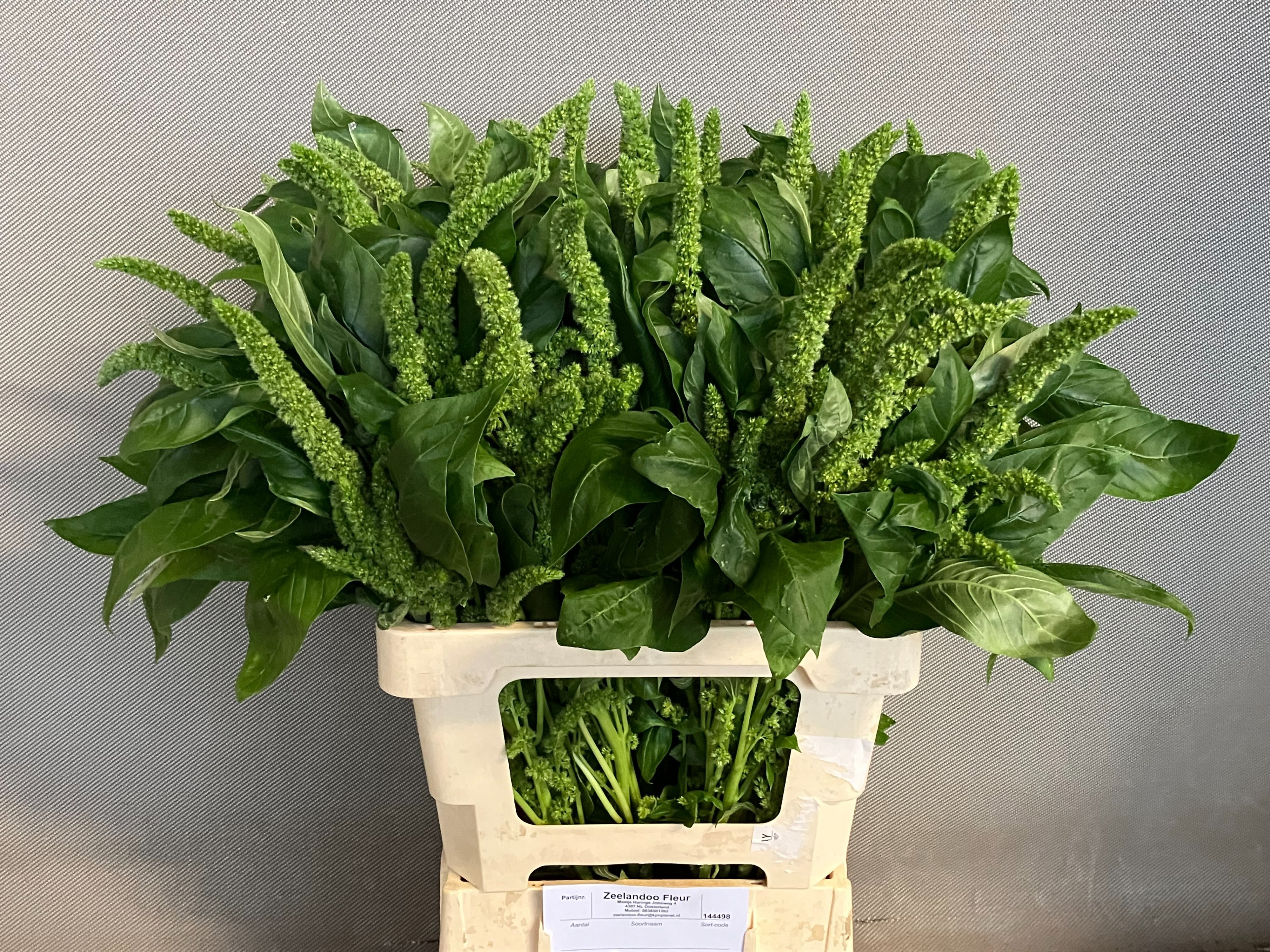 Amaranthus Green Thumb 60cm
