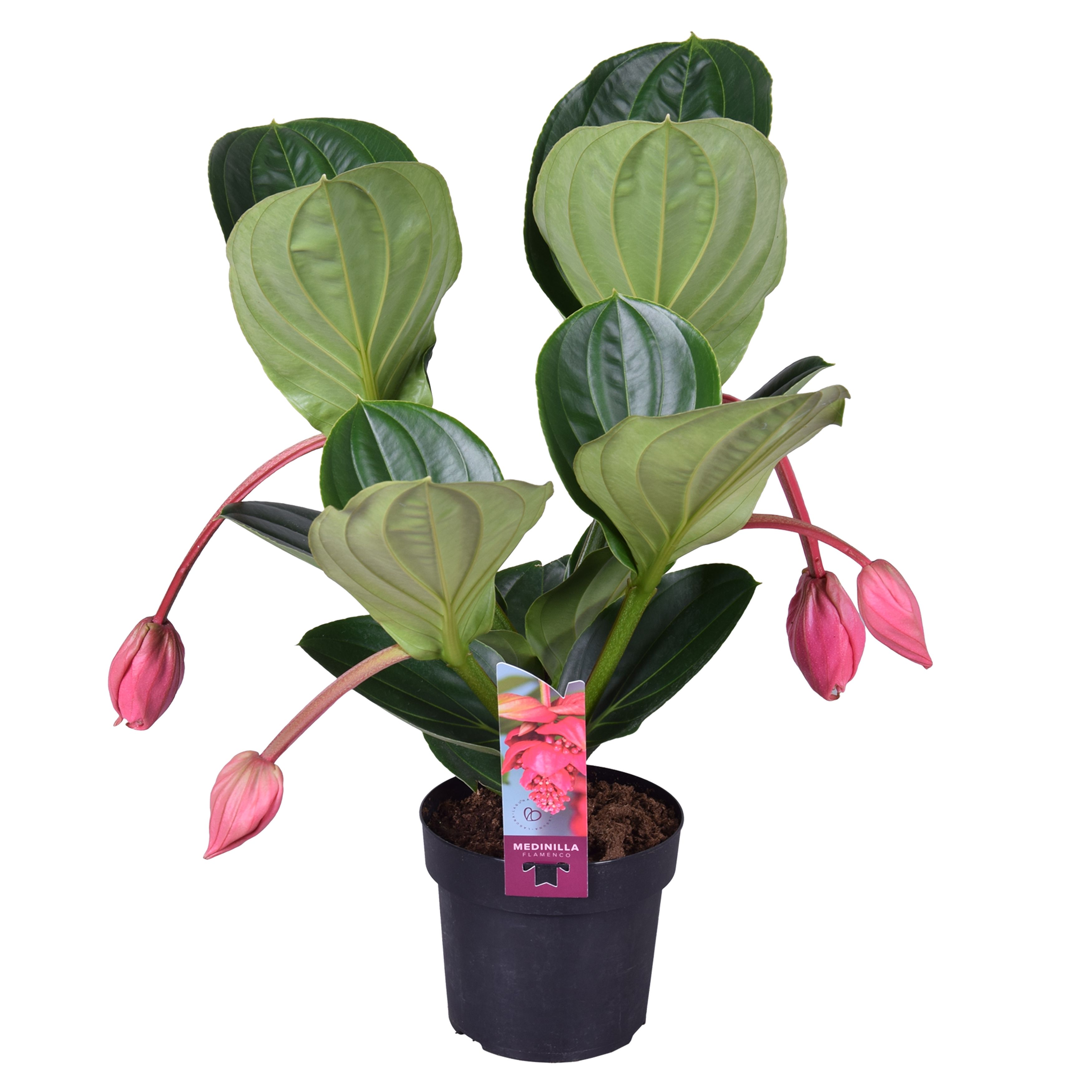Medin Mag Flamenco 17Ø 55cm