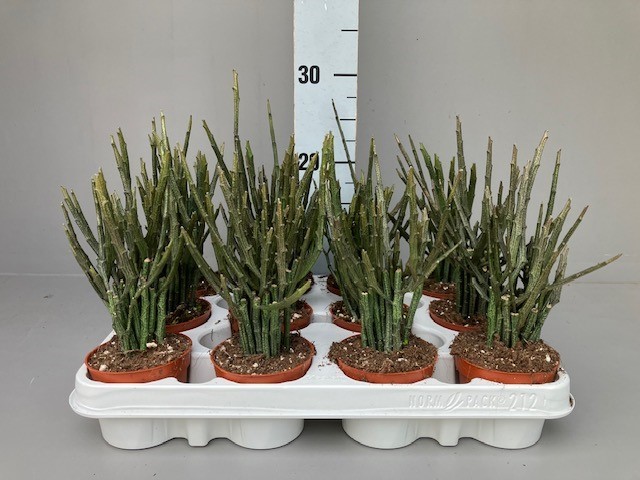 Picture of Euphorbia platyclada erecta P9 30CM