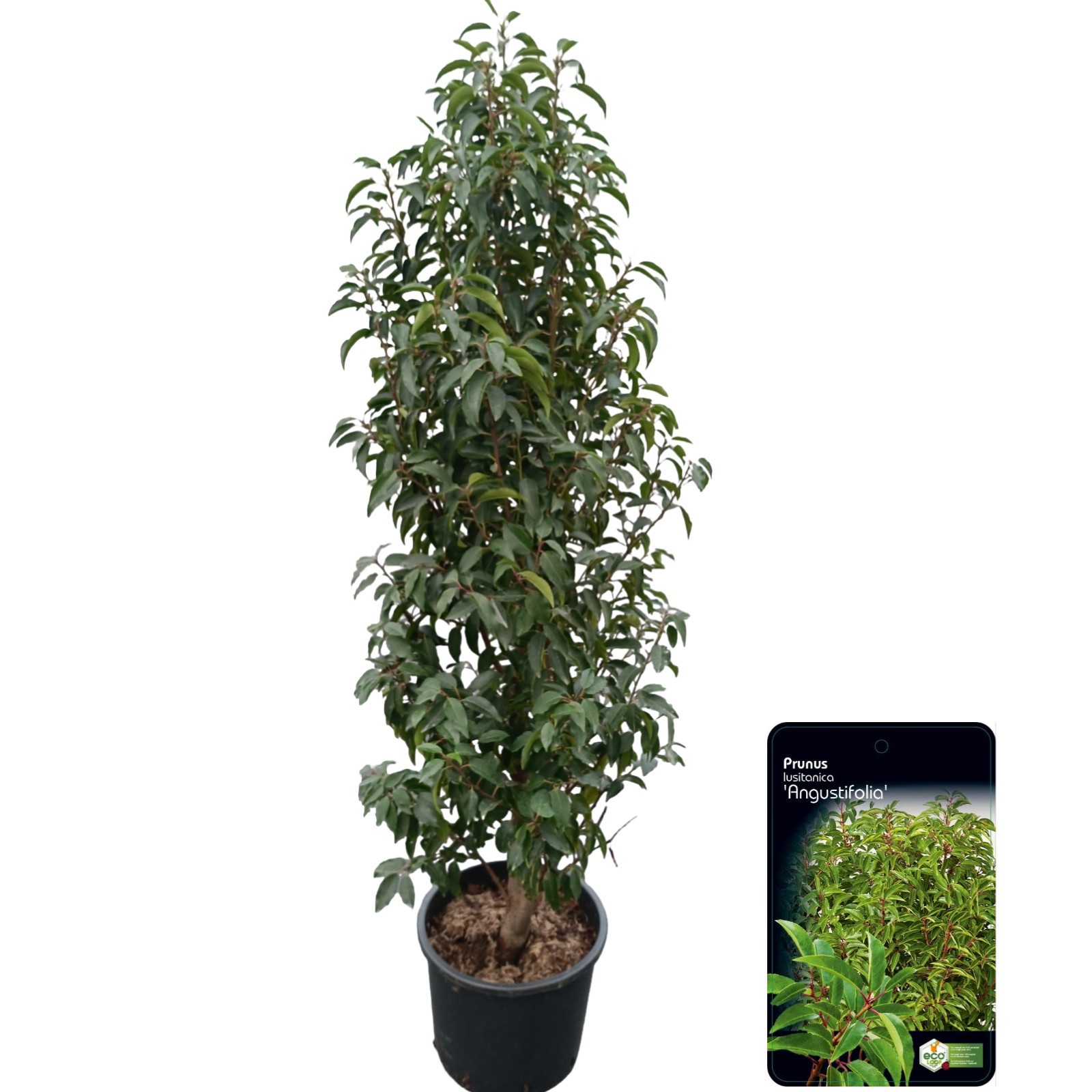 Picture of Prunus lusitanica 'Angustifolia' C15 (VERS GEPOT)