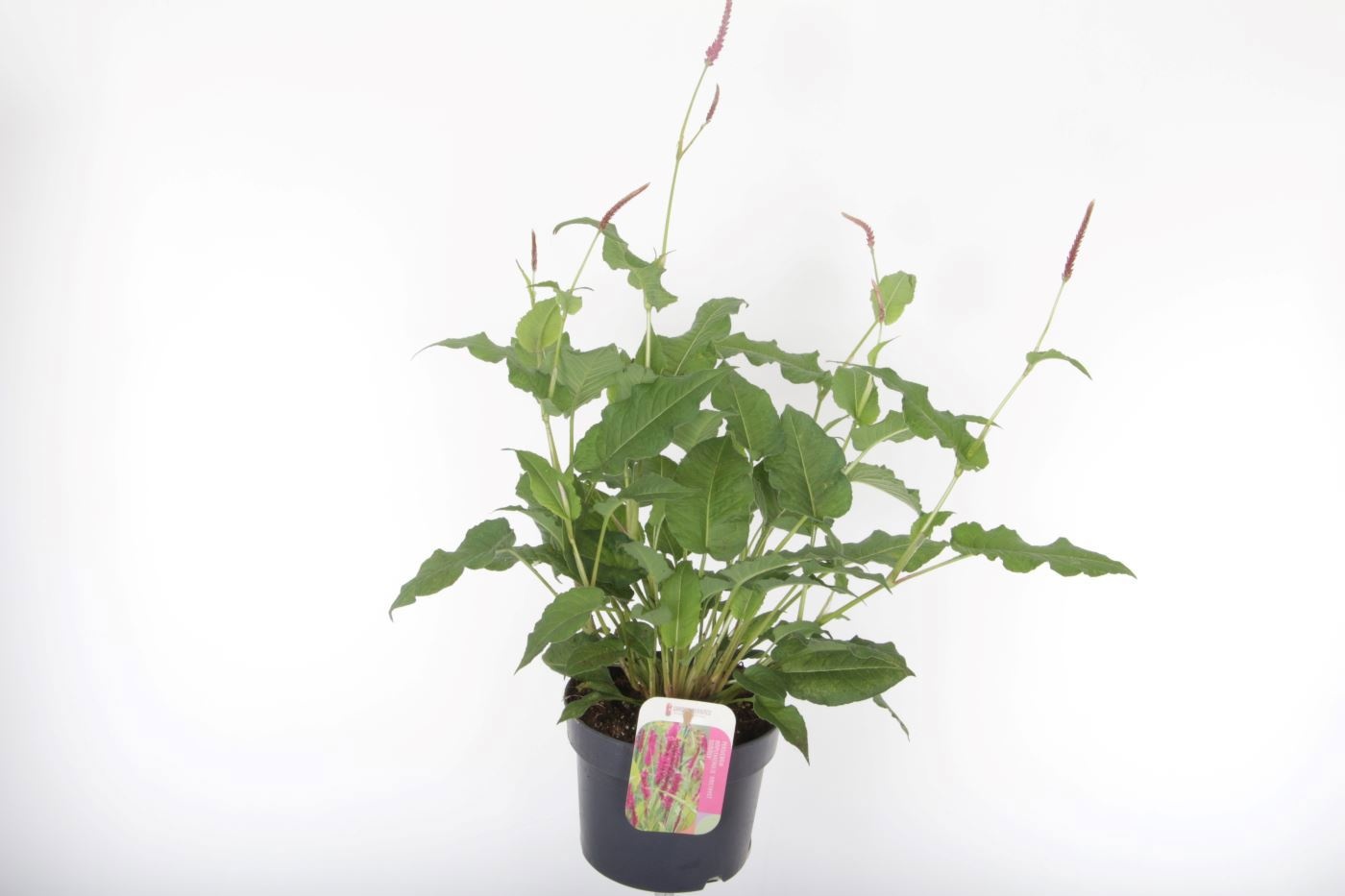 Persicaria amplexicaulis Amethyst Summer