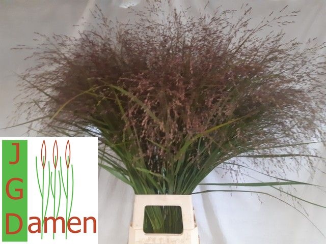 Panicum Squaw 100cm