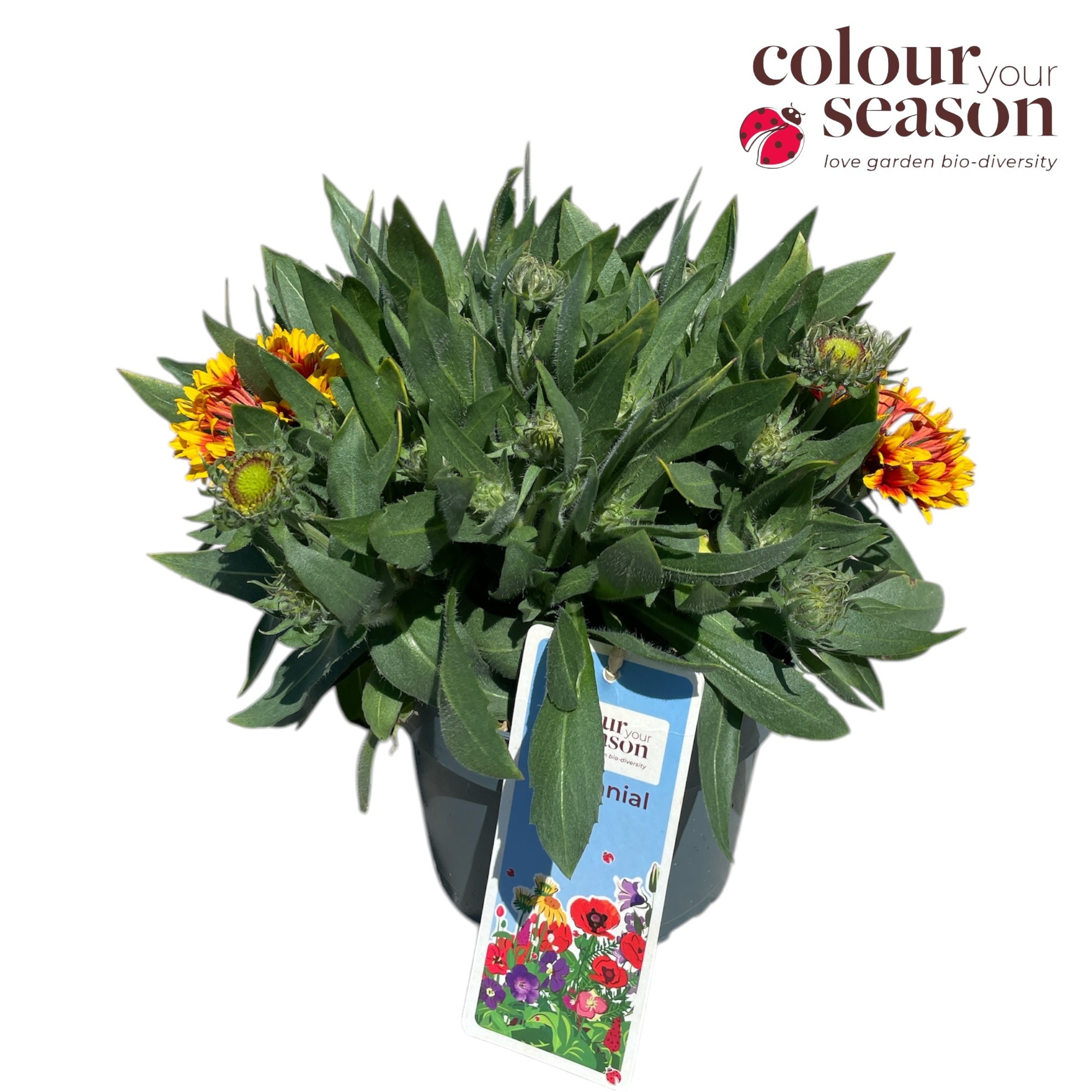 Gaillardia Gaillardia
