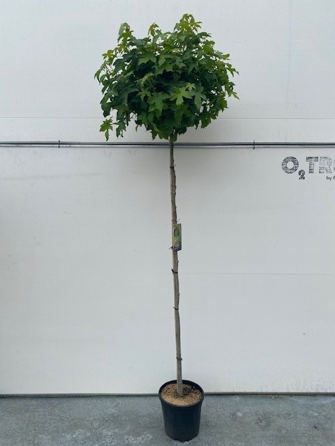 Liquidambar styraciflua 'Gum Ball' hoogstam