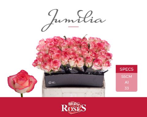 R Gr Jumilia