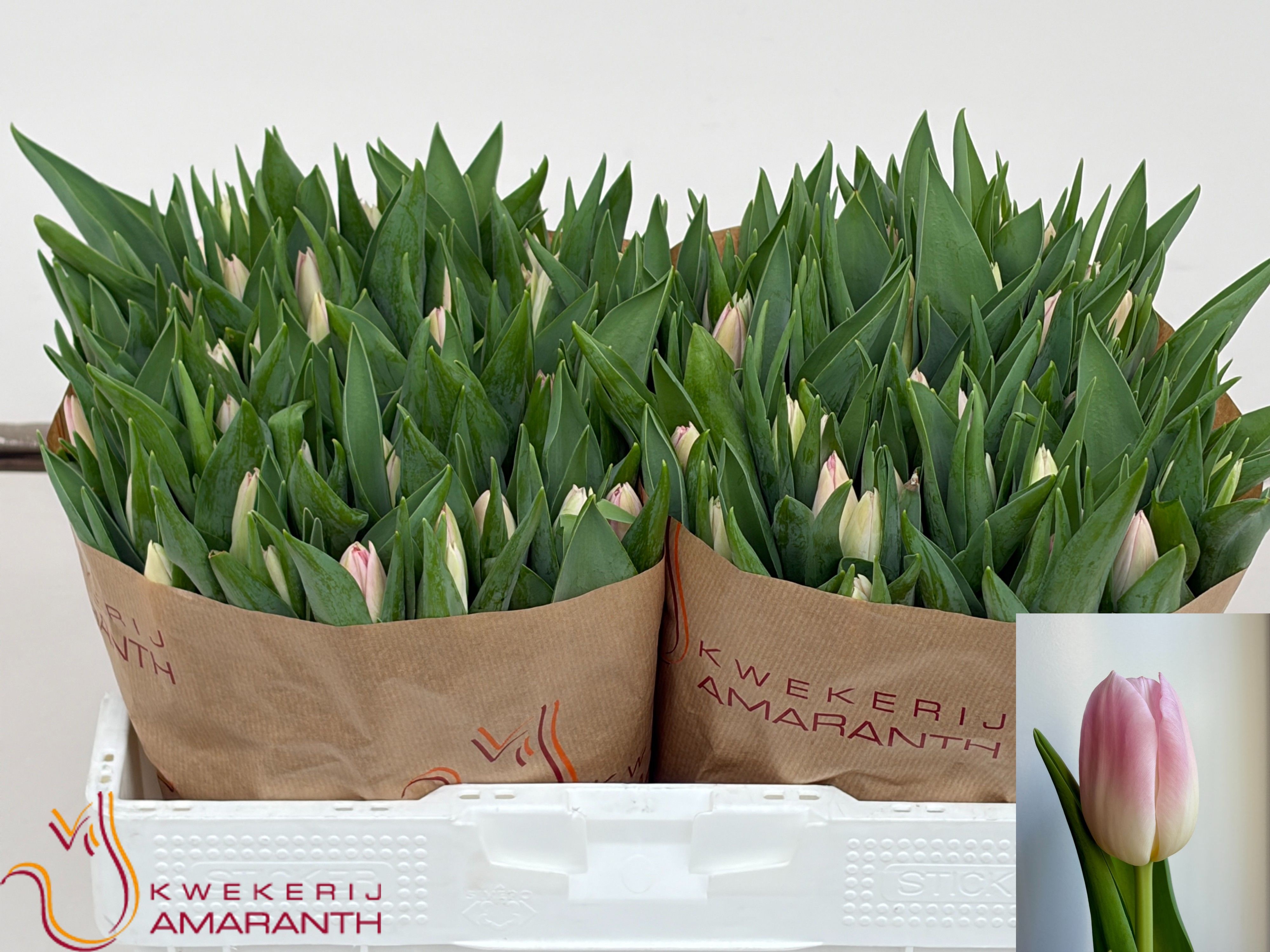 Tulipa Dynasty 36cm 38gram