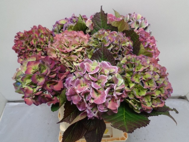 Hydrangea Royal Love Classic Blue 60cm 14Ø