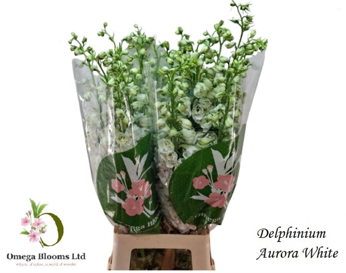Delphinium Elatum Aurora Whit 80cm