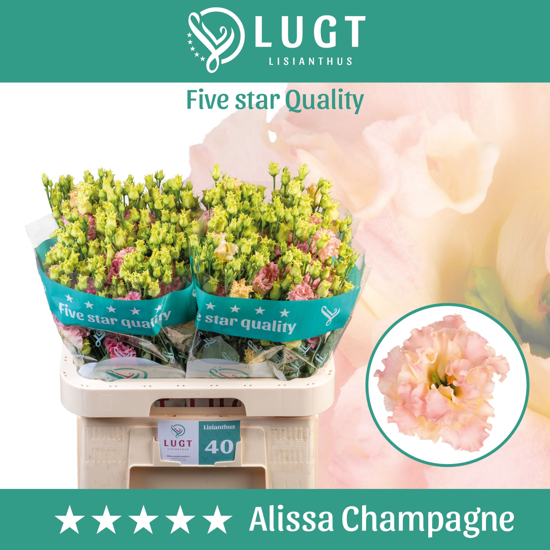 Eus G Alissa Champag
