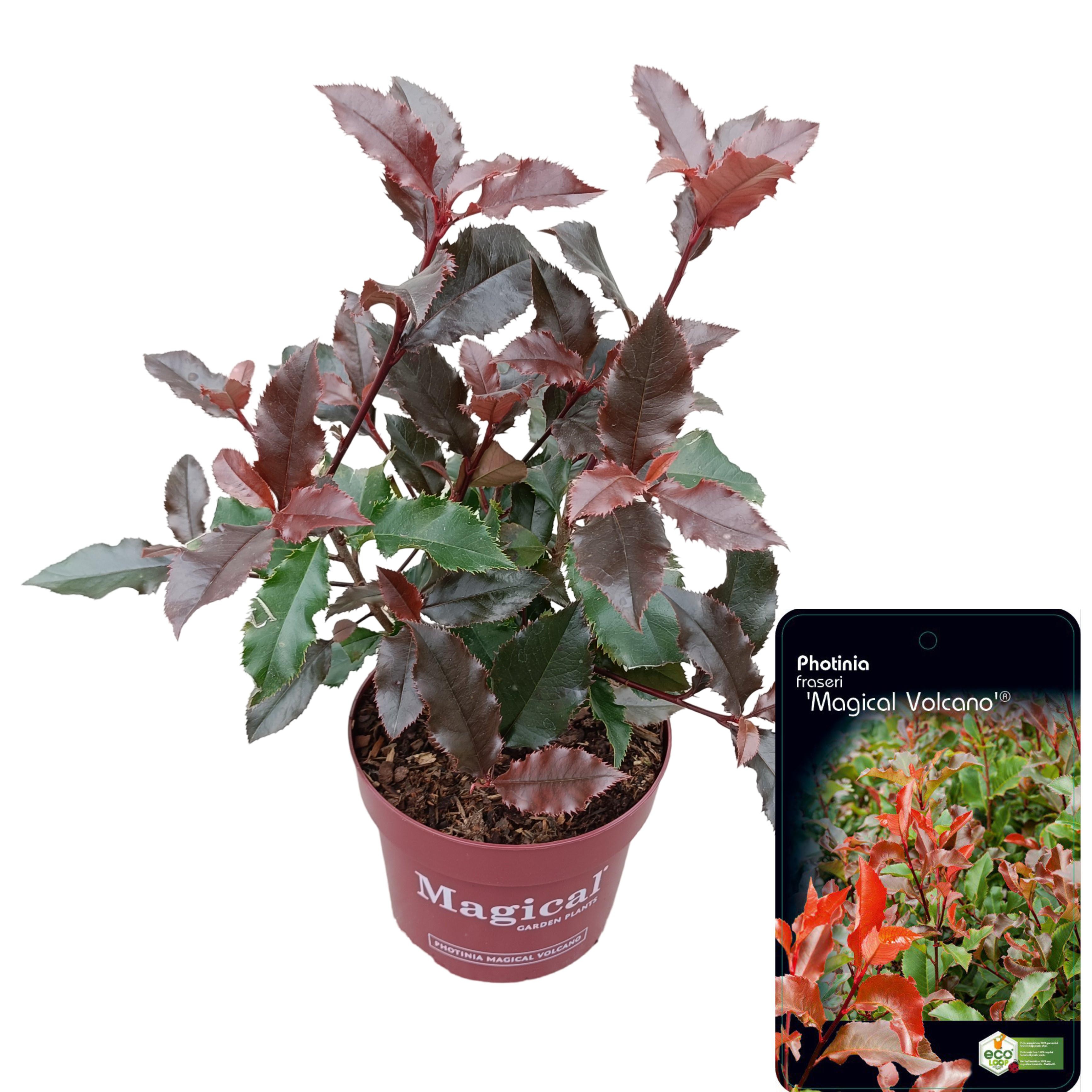 Picture of Photinia fraseri 'Magical Volcano'® C2