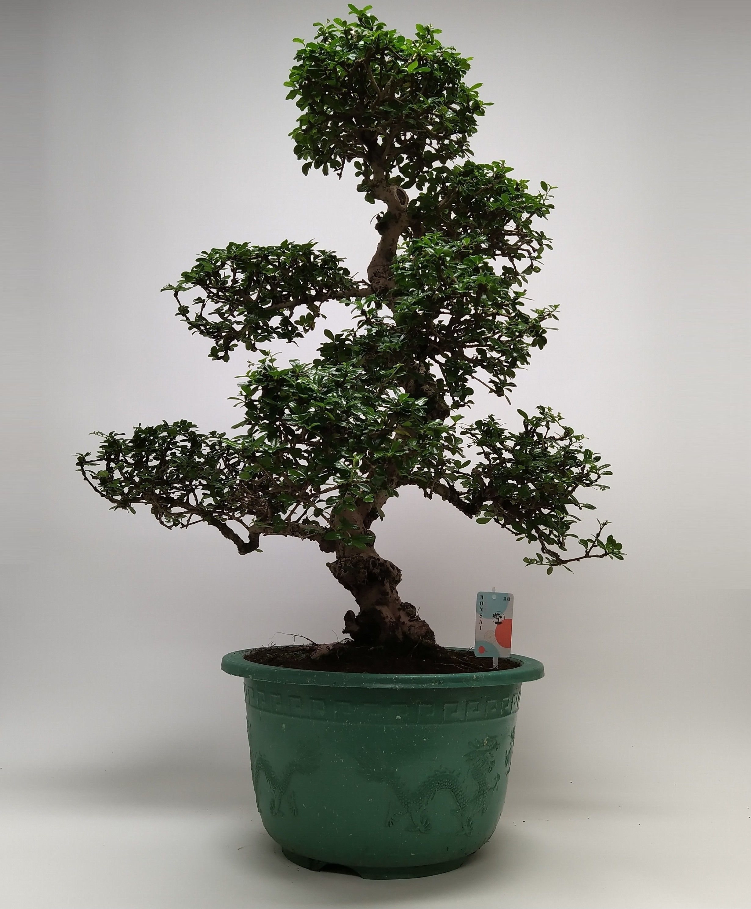 Bonsai Carmona | Hamiplant