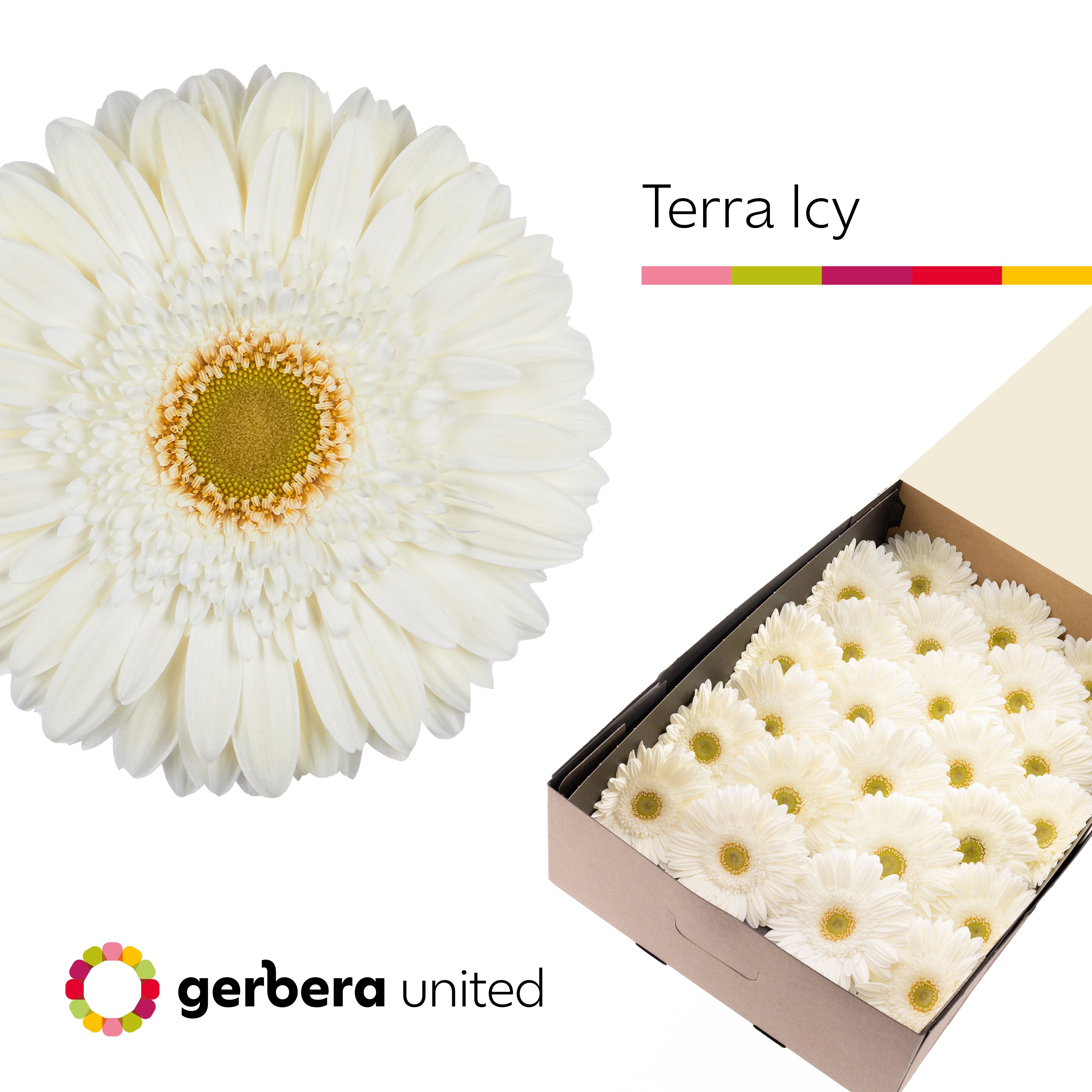 Ge Gr Ter Icy
