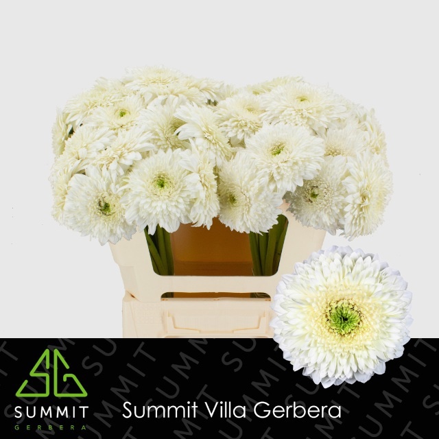 Gerbera Big Moon Kick 45cm 10Ø
