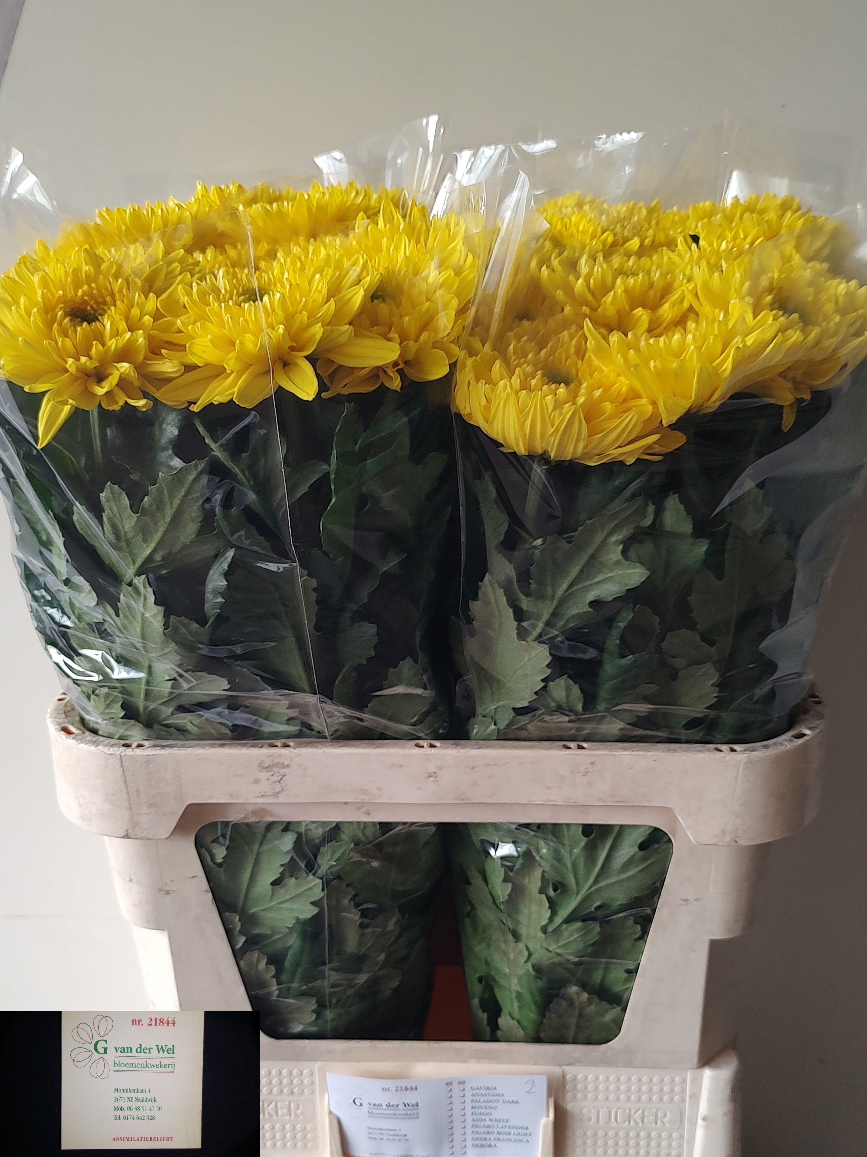 Chrys Single Heliora 80cm 100gram