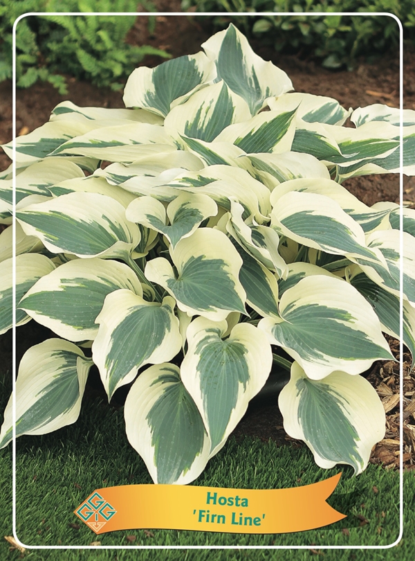 Picture of Hosta Mix 6x10 srt. per shelve P11