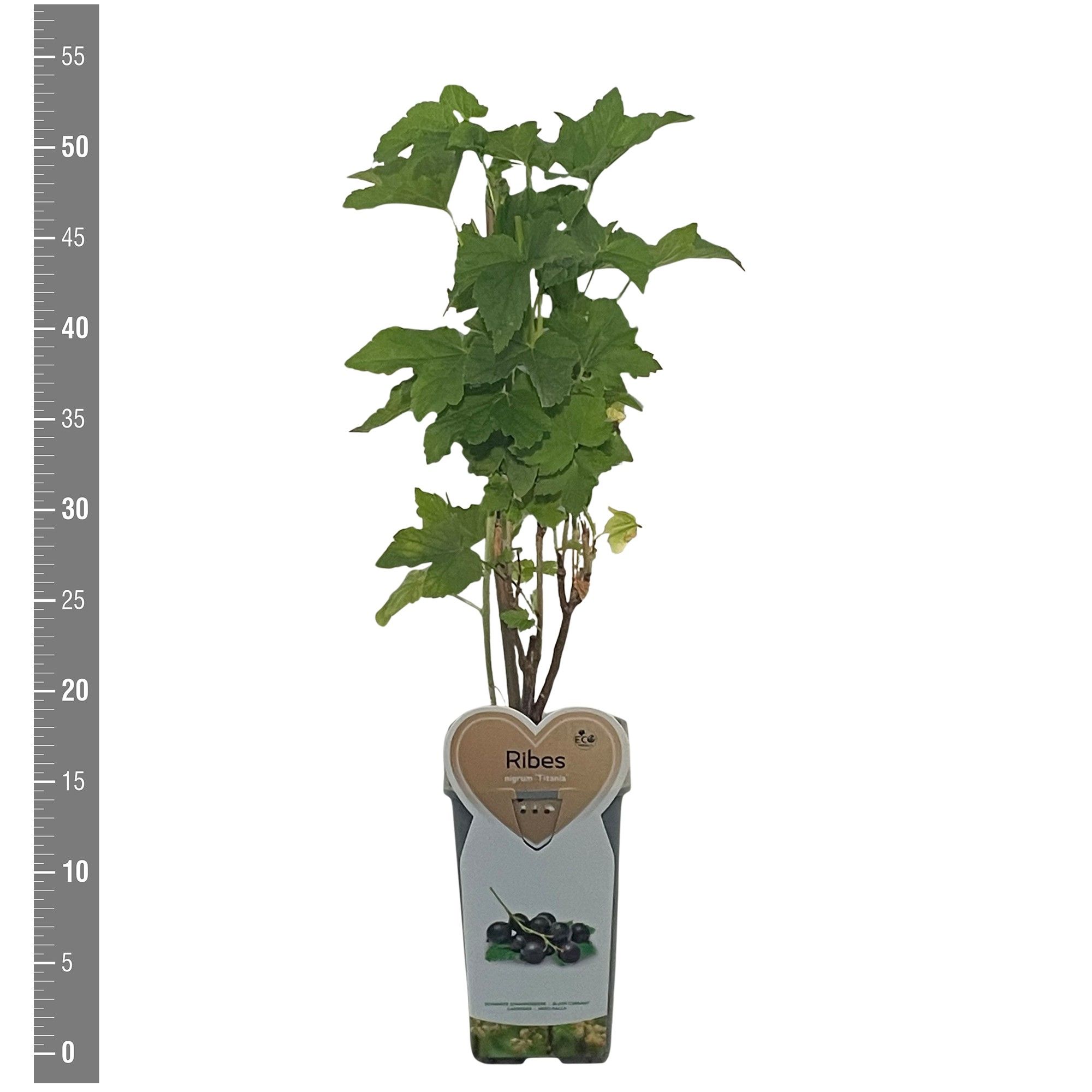 Ribes Kleinfruit Ribes n. Titania 2 liter (zwarte bes)
