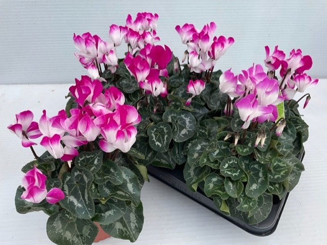 Cycl Md Indiaka 13Ø 30cm