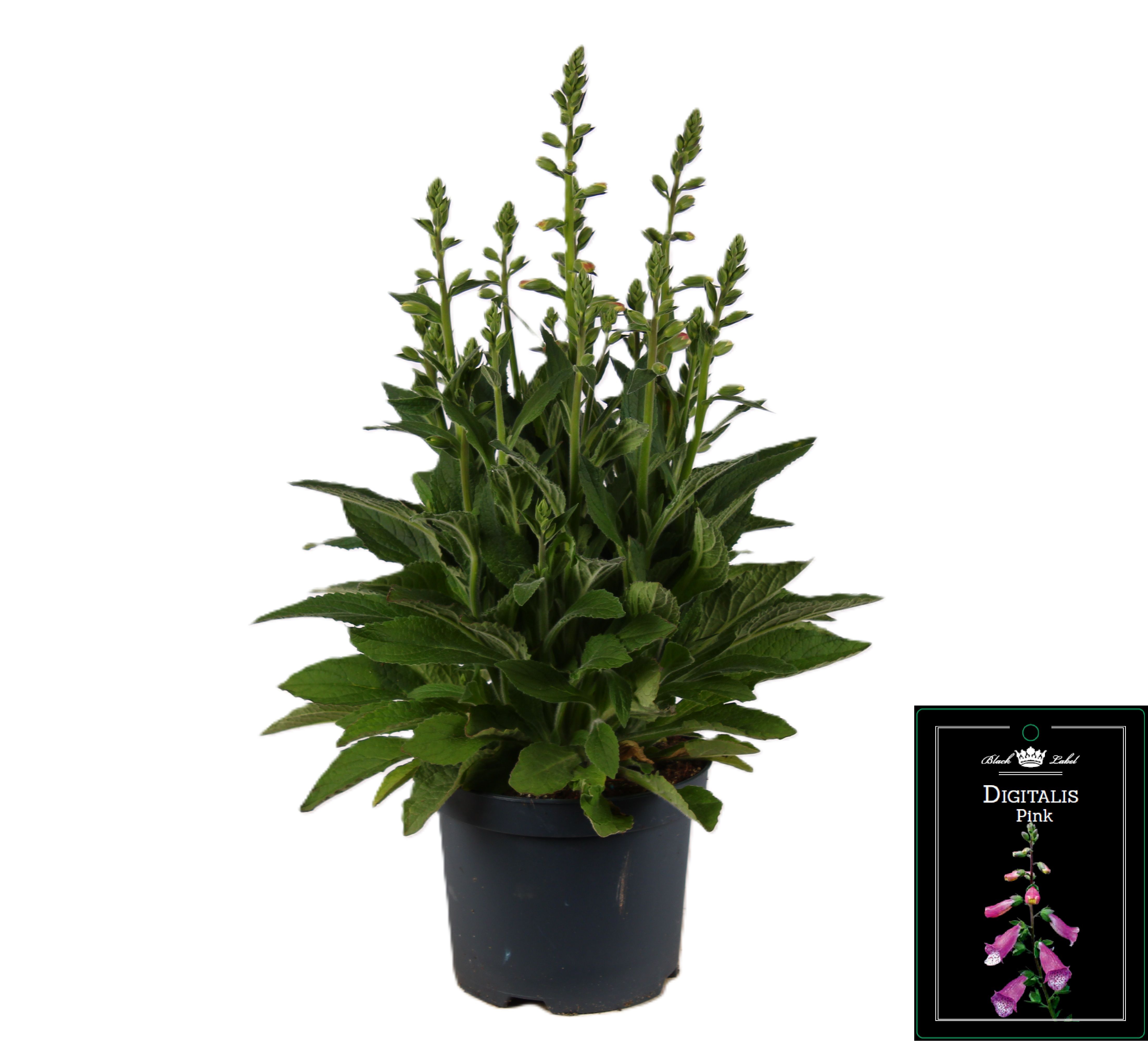 Picture of Digitalis Pink