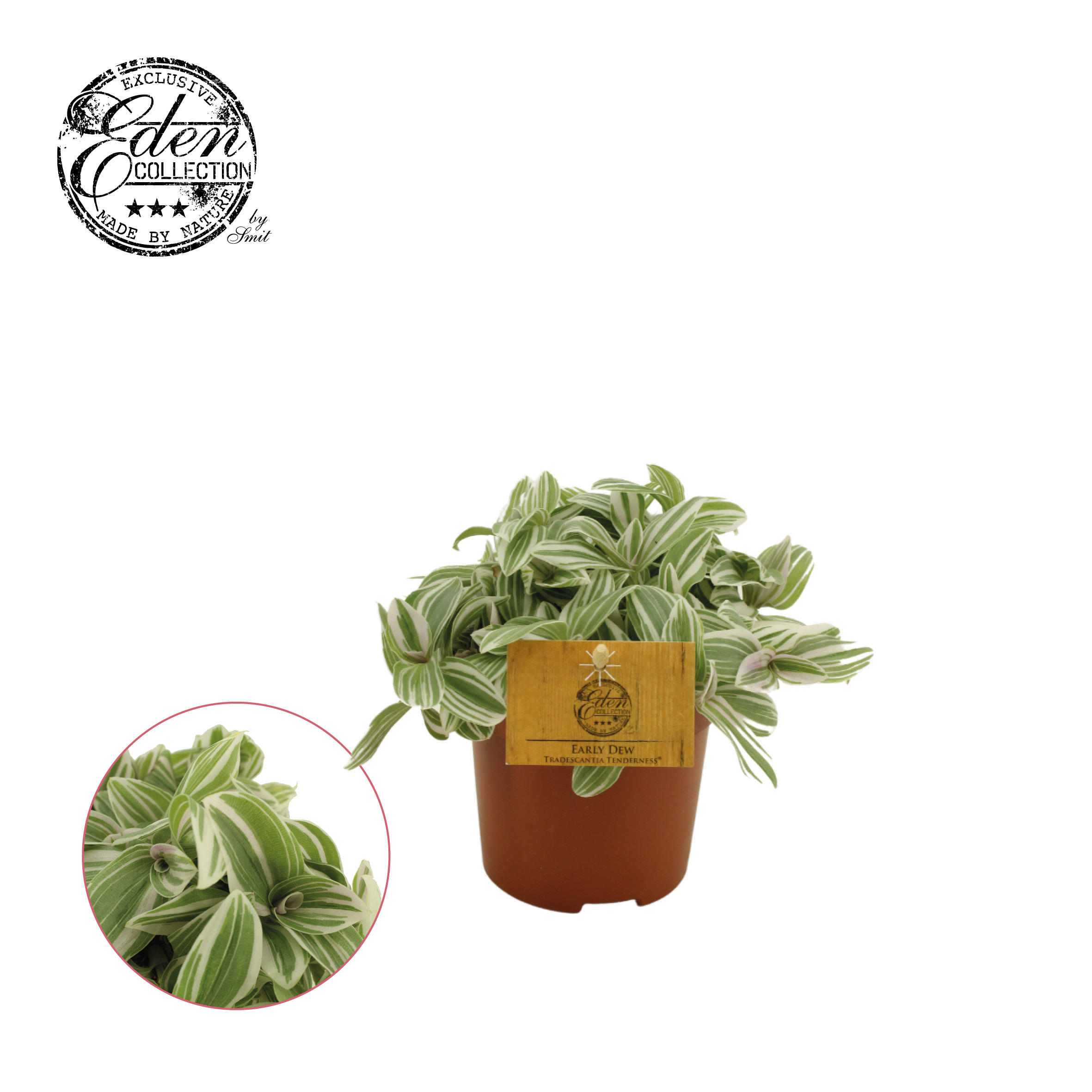 Picture of Tradescantia Tenderness P10.5