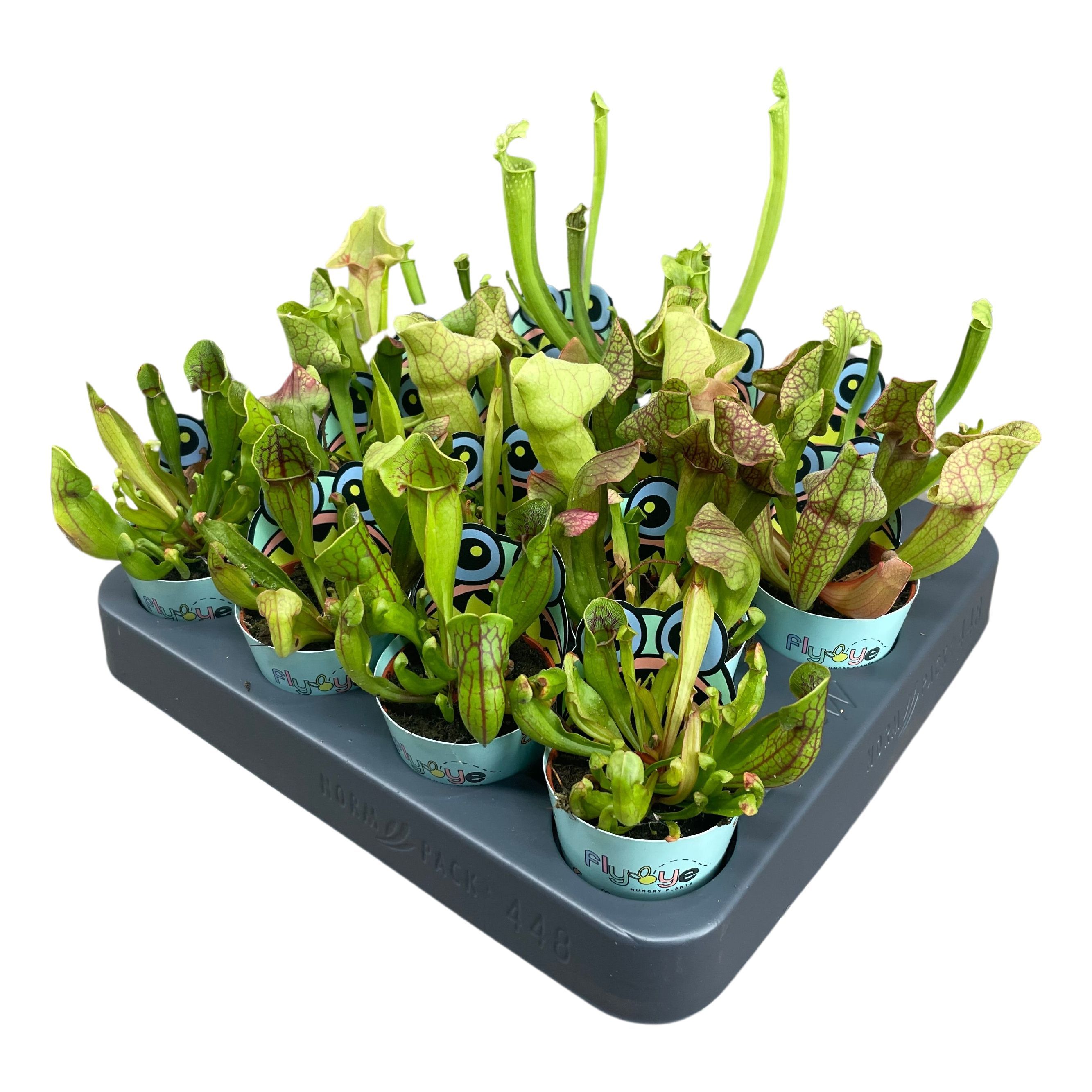 Sarracenia Ov 505P 20H
