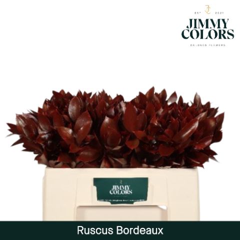 Ruscus L50 Bordeaux