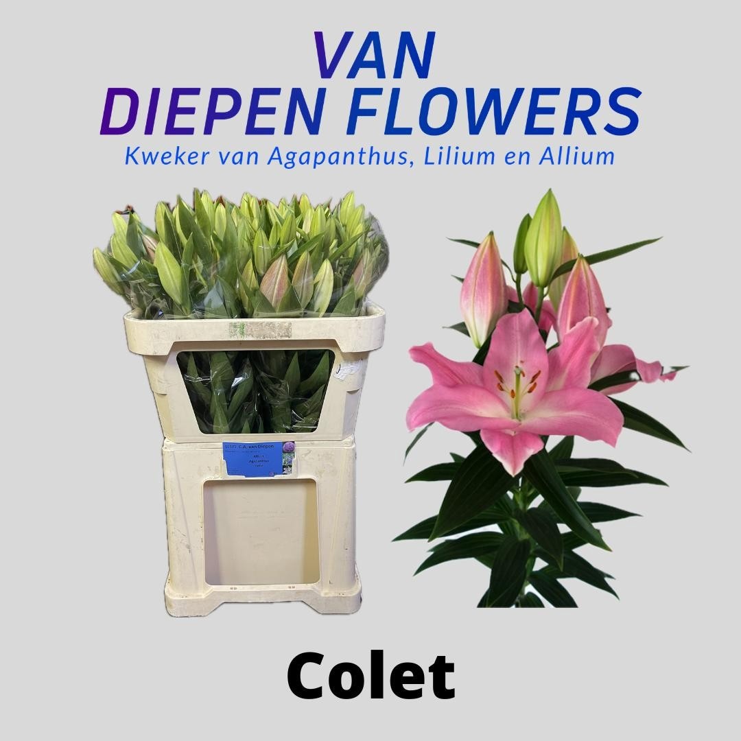 Li Or Colet