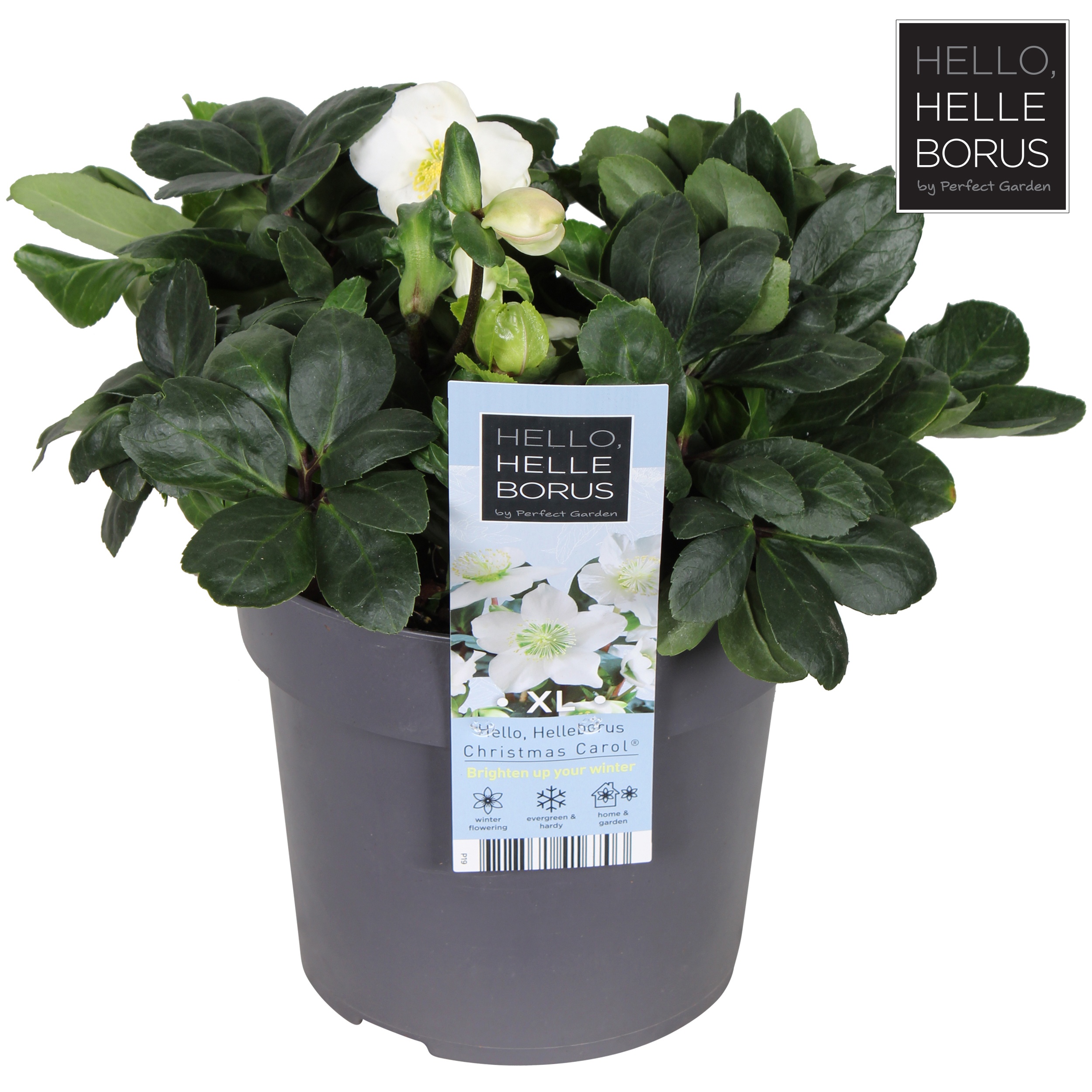 Picture of Helleborus niger 'Christmas Carol' P19