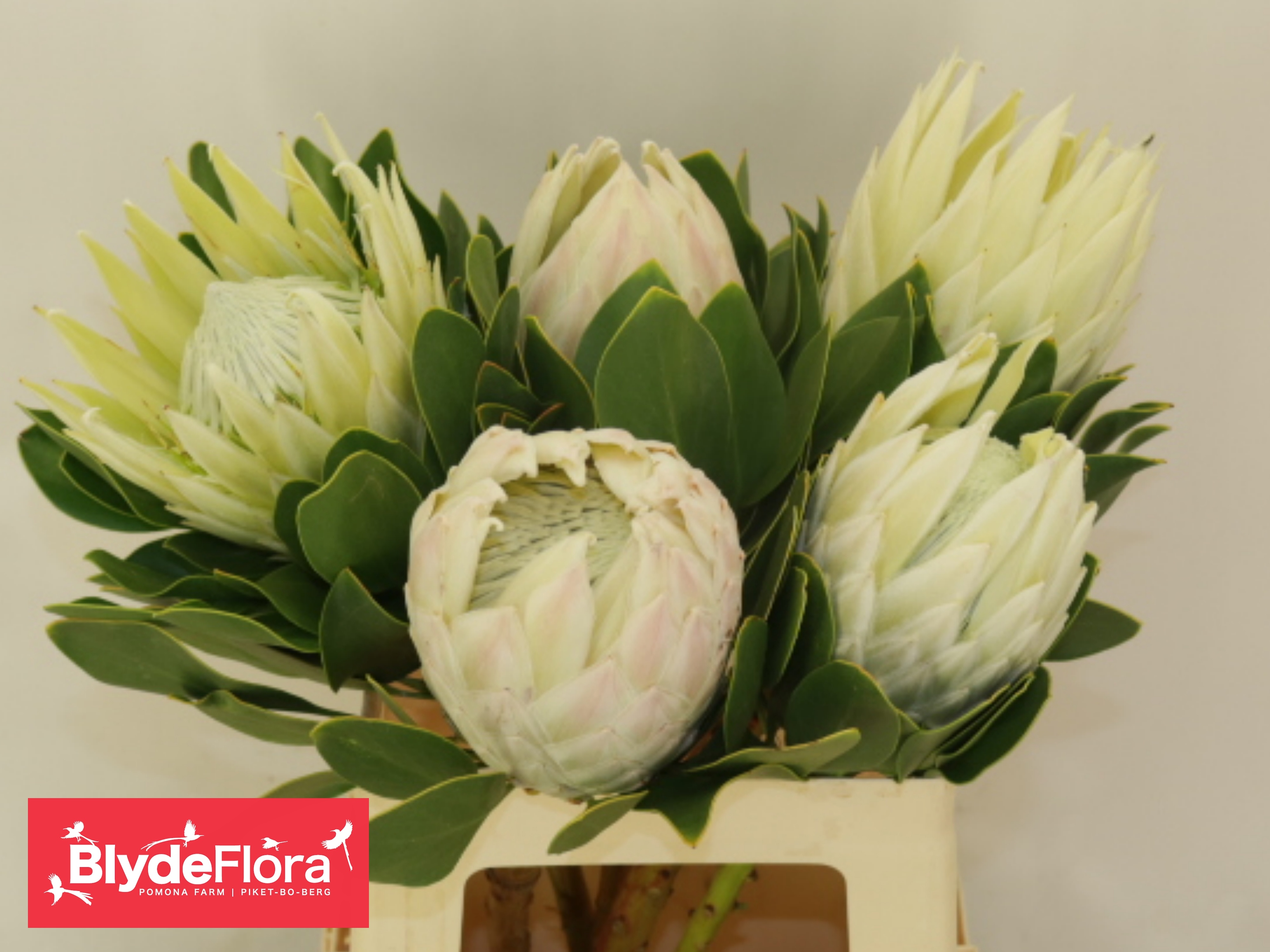 Protea Cynaroides 60cm