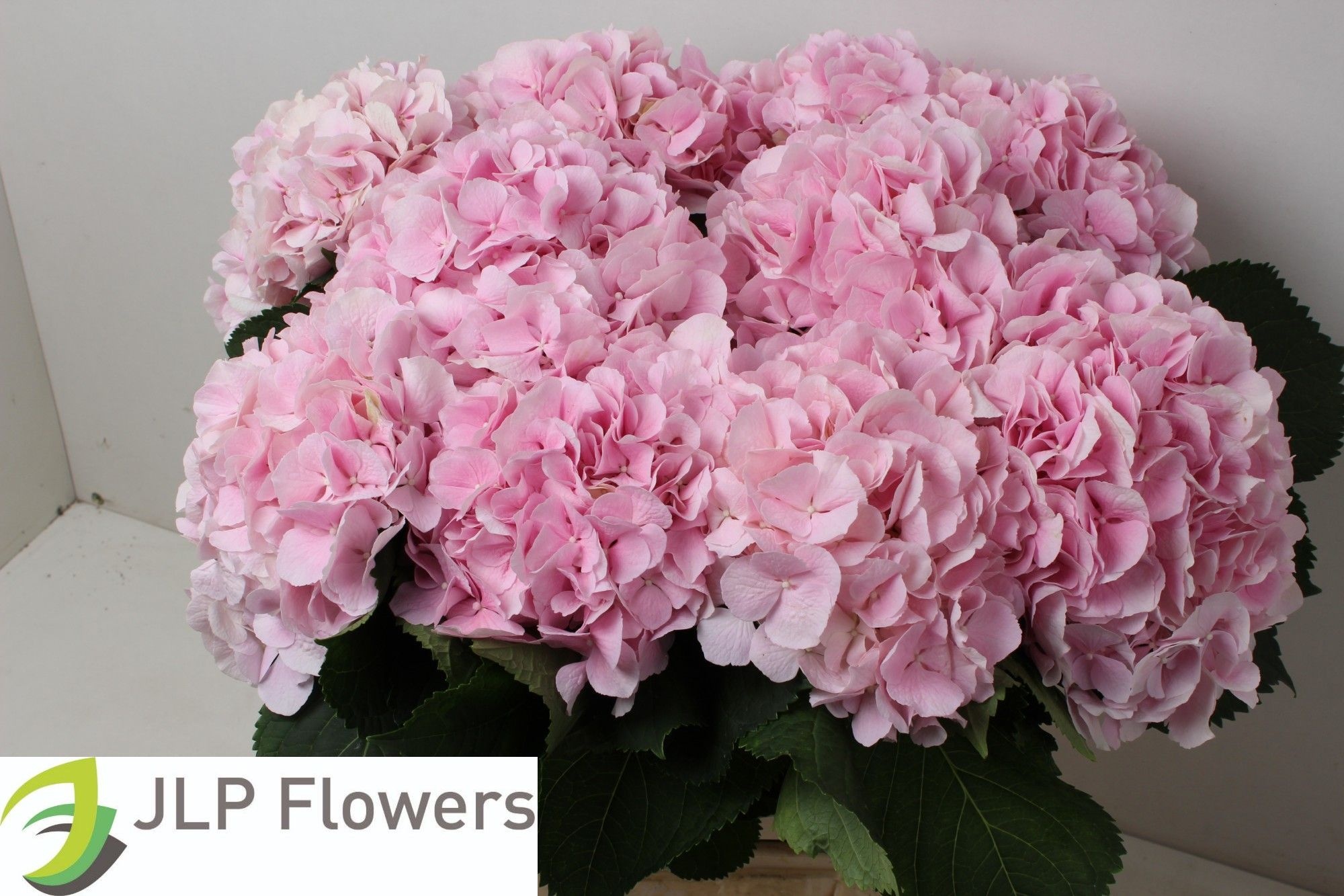 Hydrangea Verena Pink 60cm 20Ø