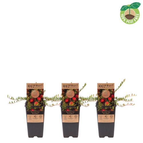 Vaccinium mac. 'Early Black', P15 Streng