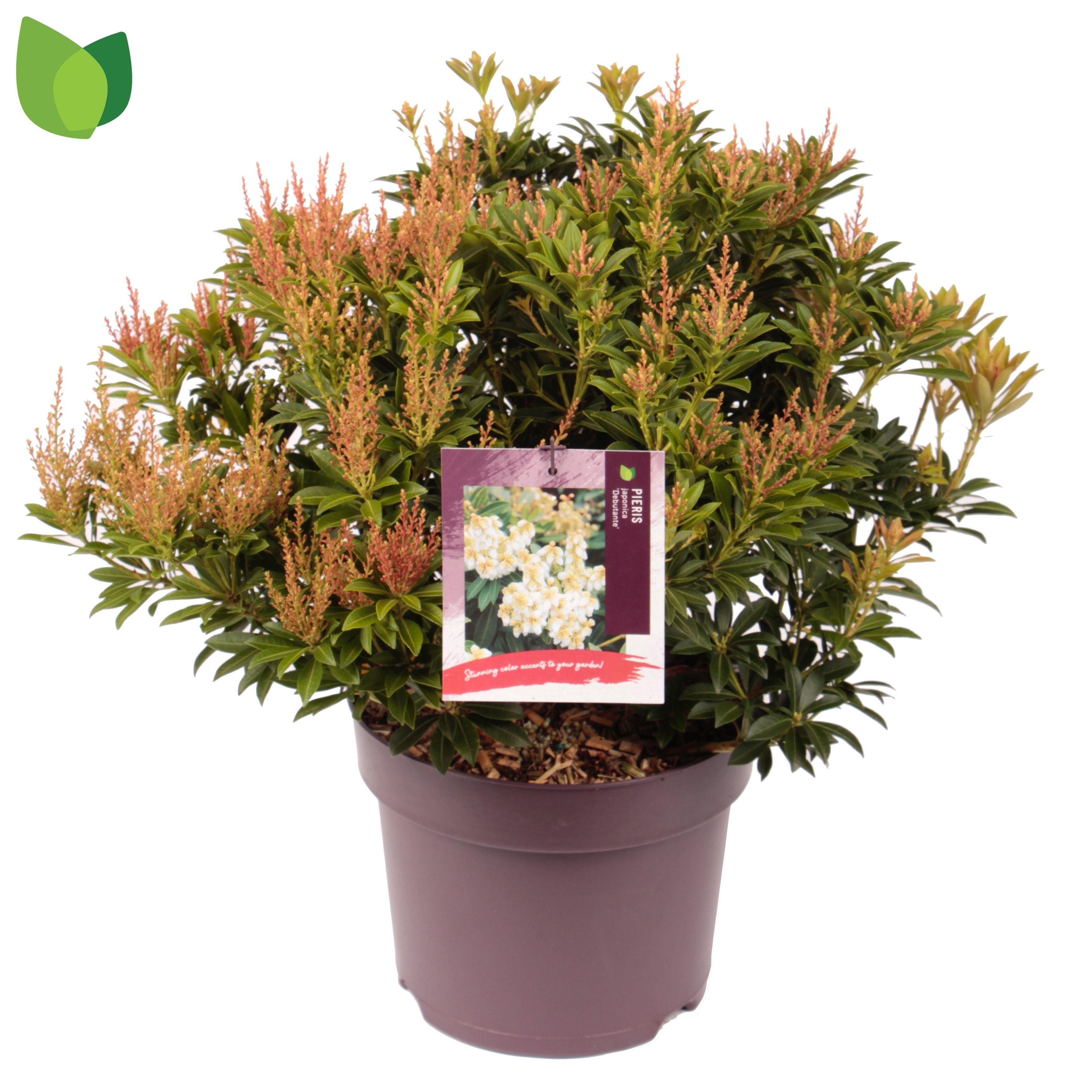 Pieris japonica 'Debutante'