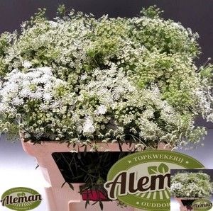 Ammi Majus Graceland