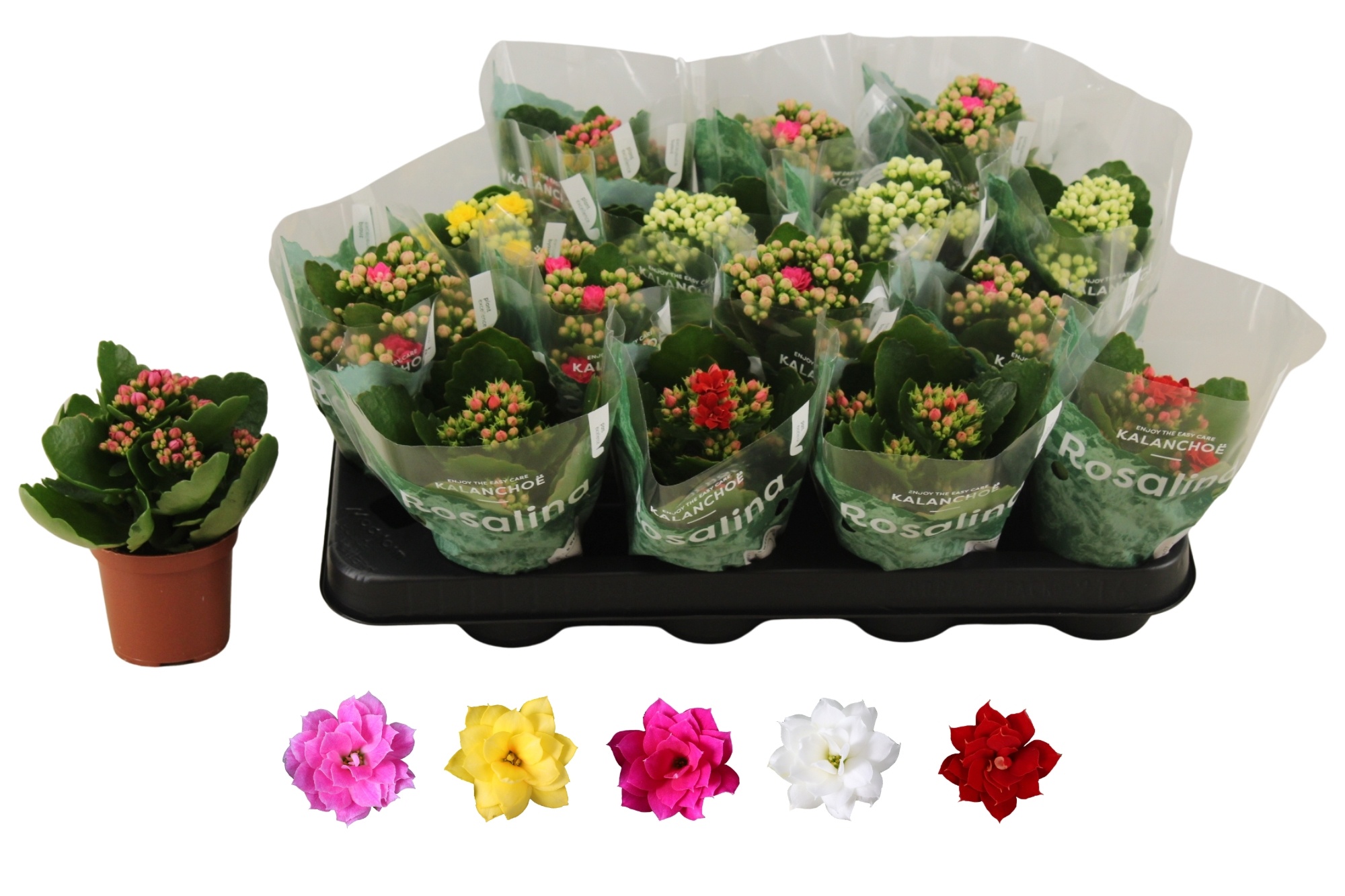 Kalan B Ge R Gem 5KL 7Ø 15cm