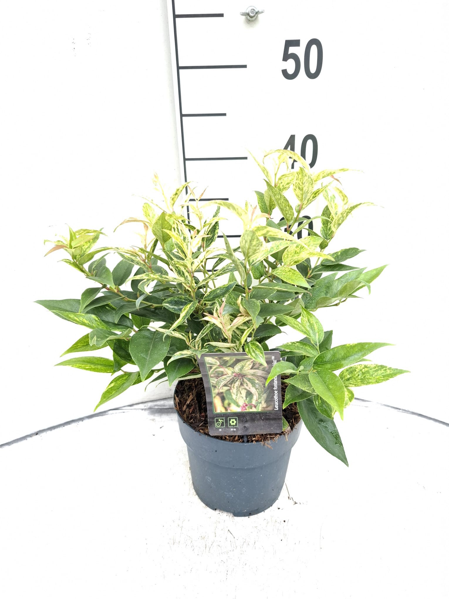 Leucothoe fontanesiana 'Makijaz'