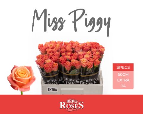 R Gr Miss Piggy+