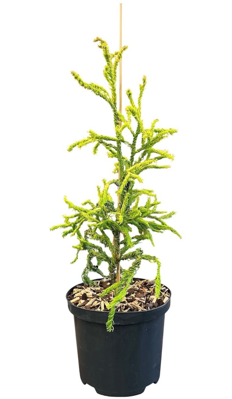 Cryptomeria japonica 'Kyara Gold'
