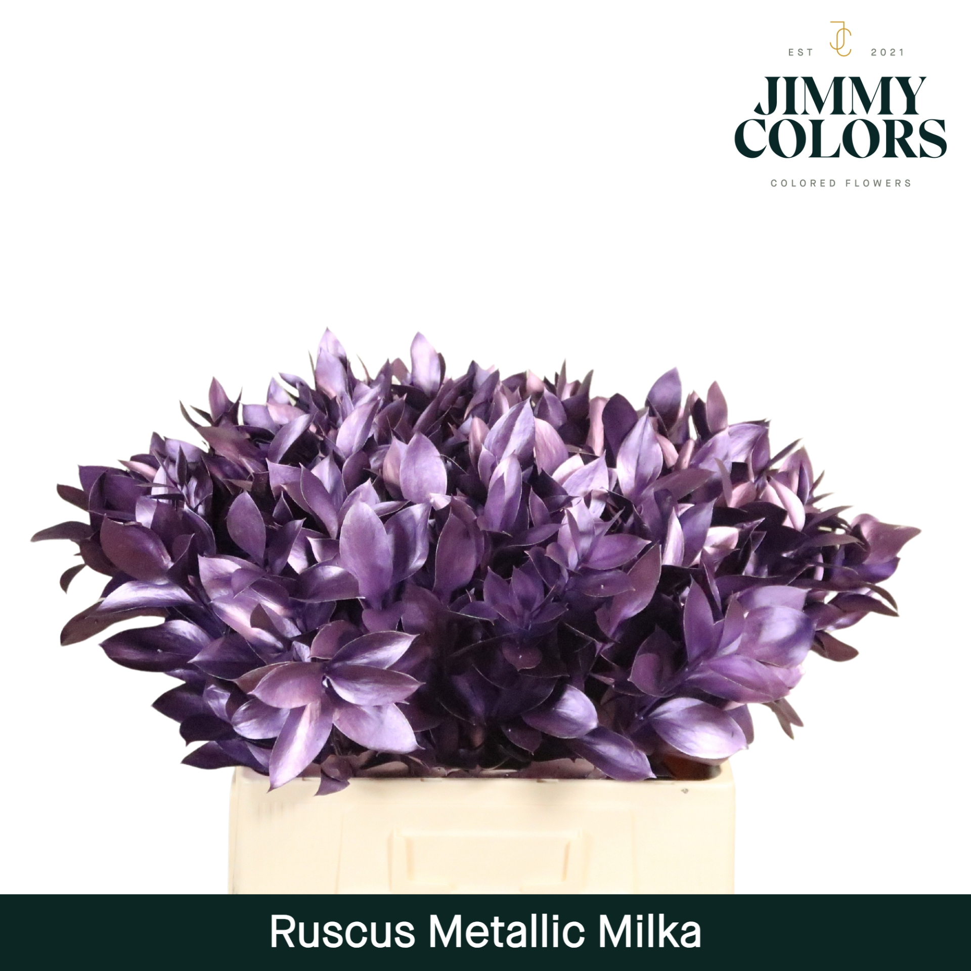 Ruscus L60 Metallic Milka