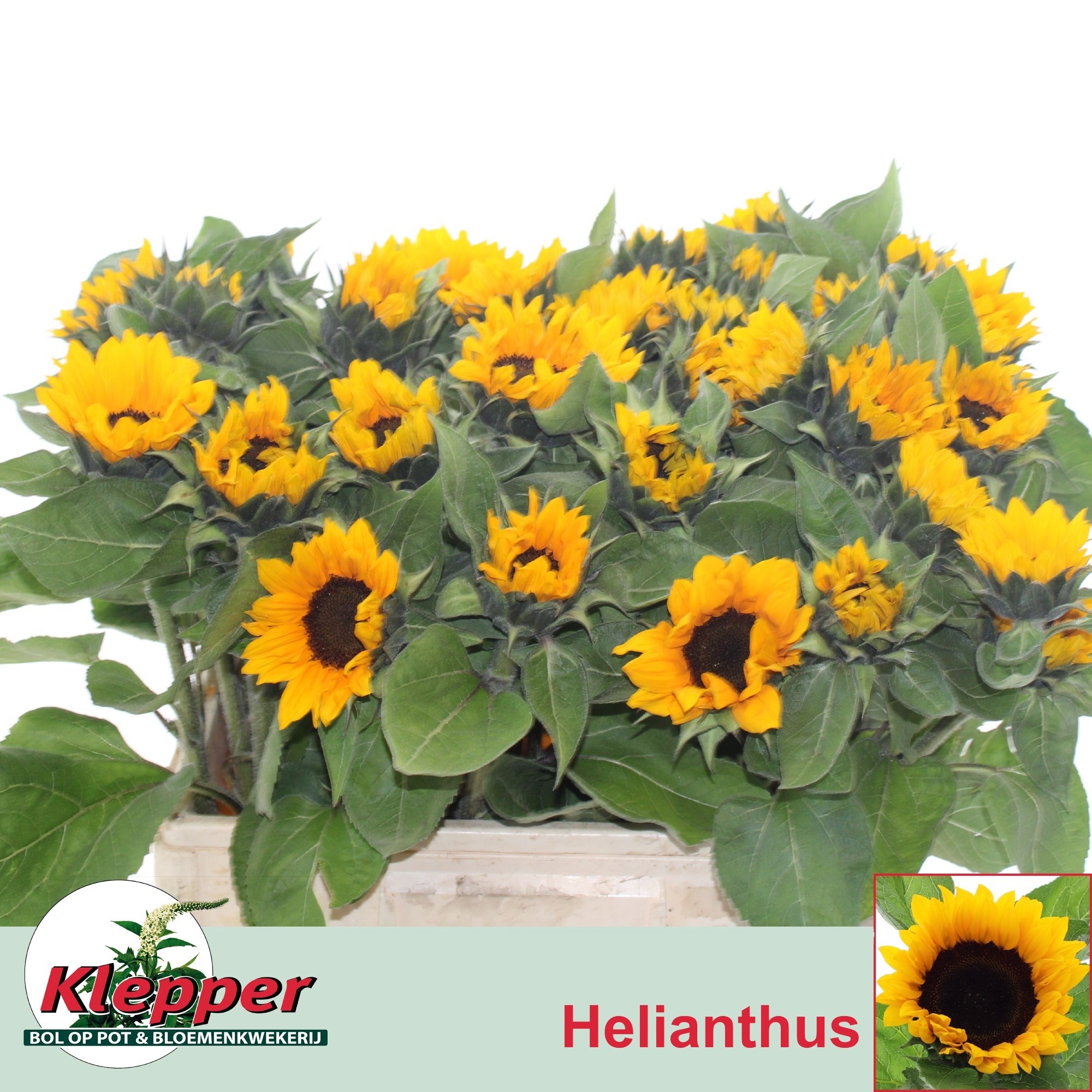 Helianthus Sunrich Or 60cm
