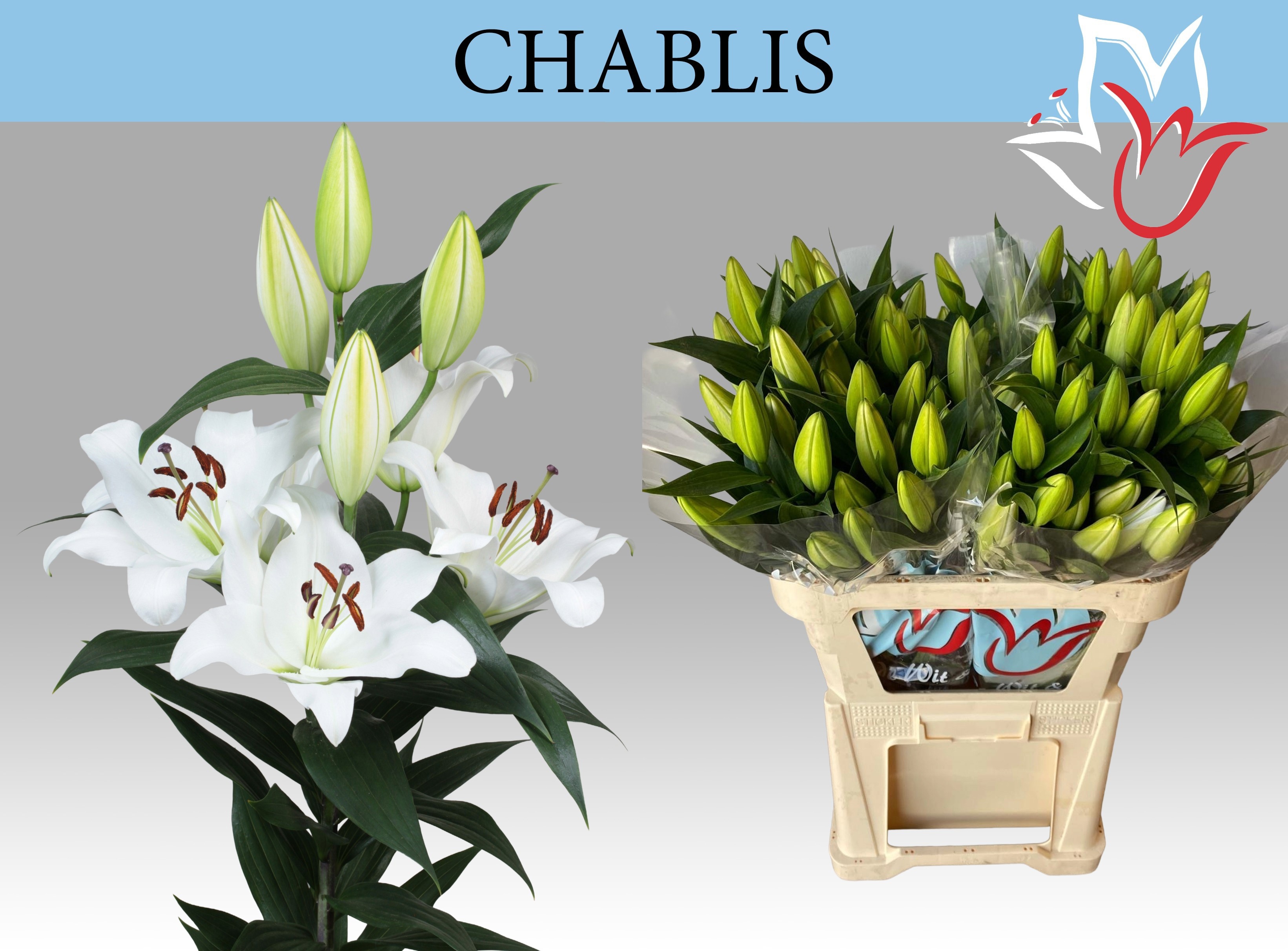 Li Ot Chablis 80cm 5/7bl