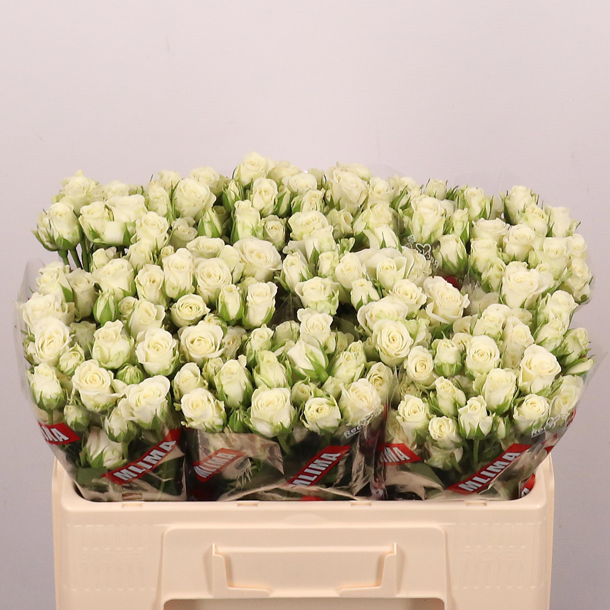 Rosa Spr Snowflake 50cm