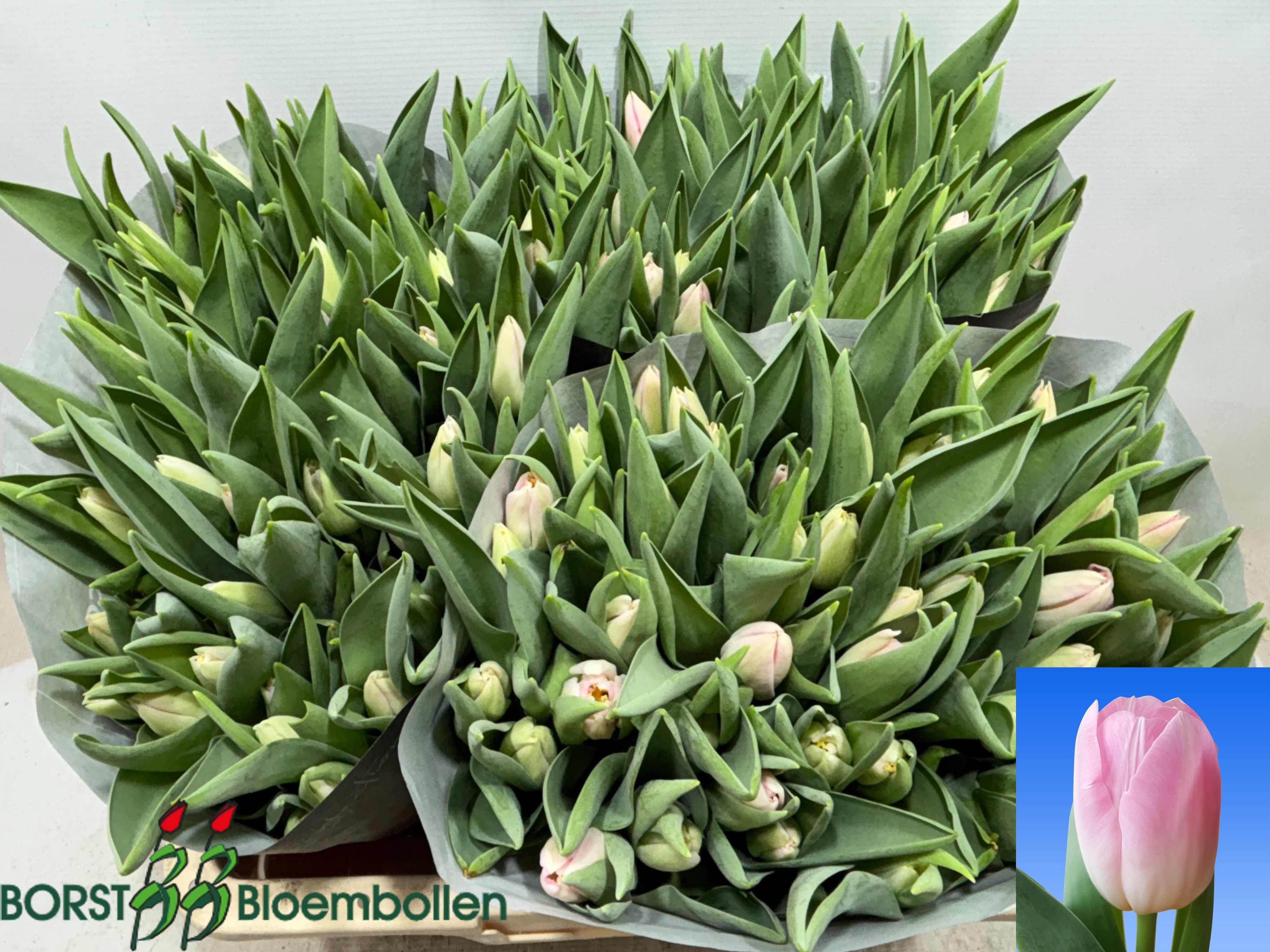Tulipa Dynasty 40cm 34gram