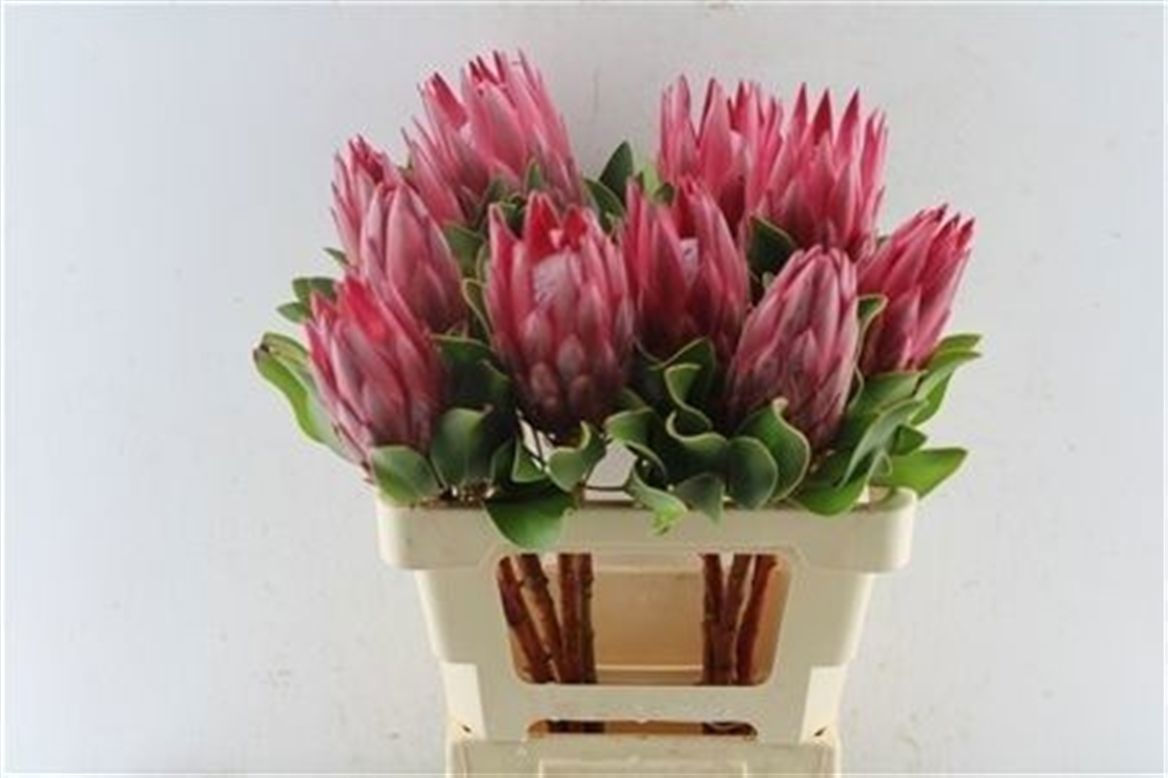 Protea Madiba 60cm