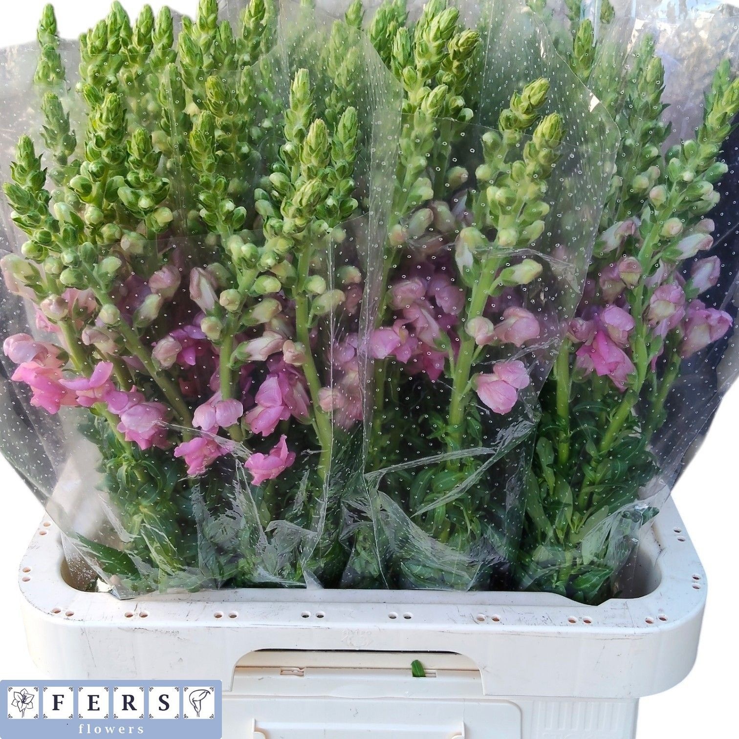 Antirrhinum Poto Pink 70cm