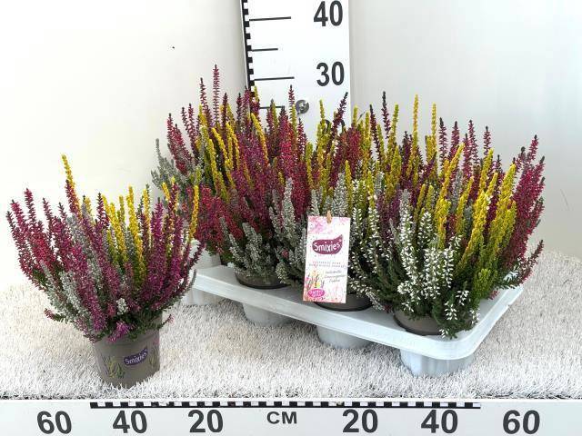 Calluna vulgaris Garden Girls Smixies gemengd in pot - Struikhei