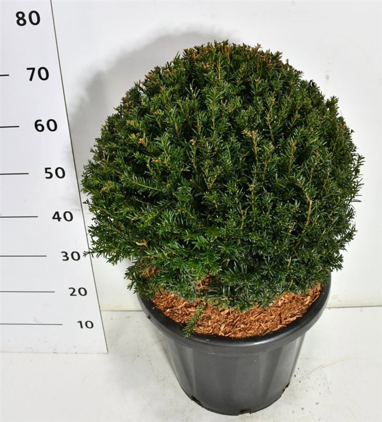 Taxus baccata | Gardenline