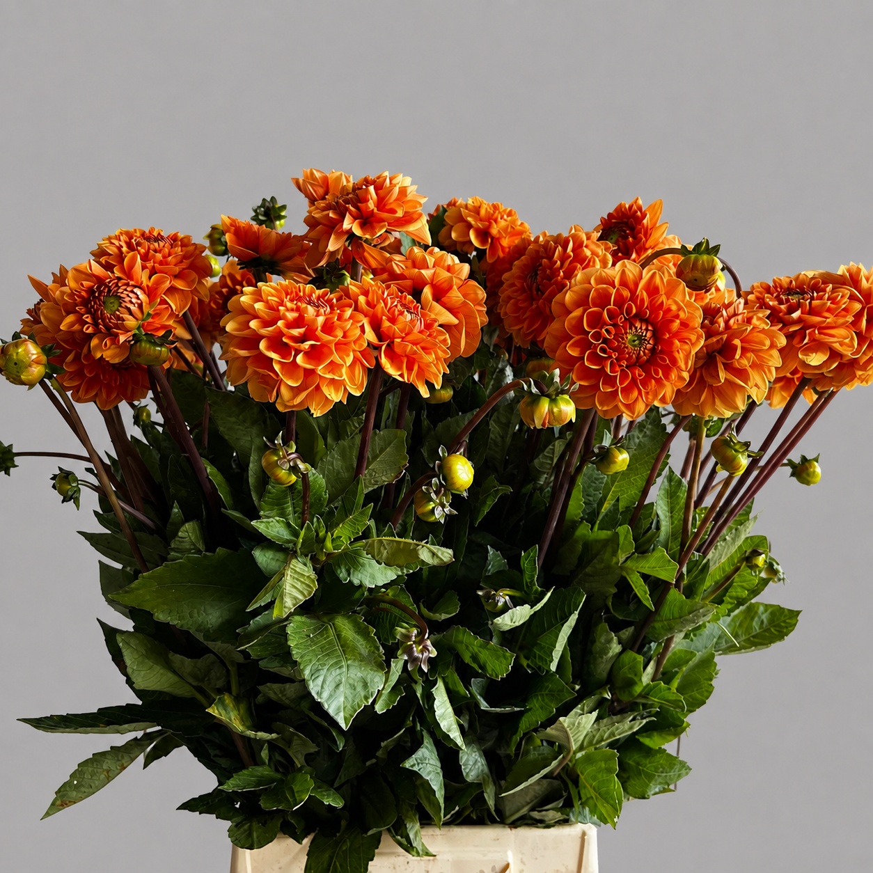 Dahlia Sylvia 60cm