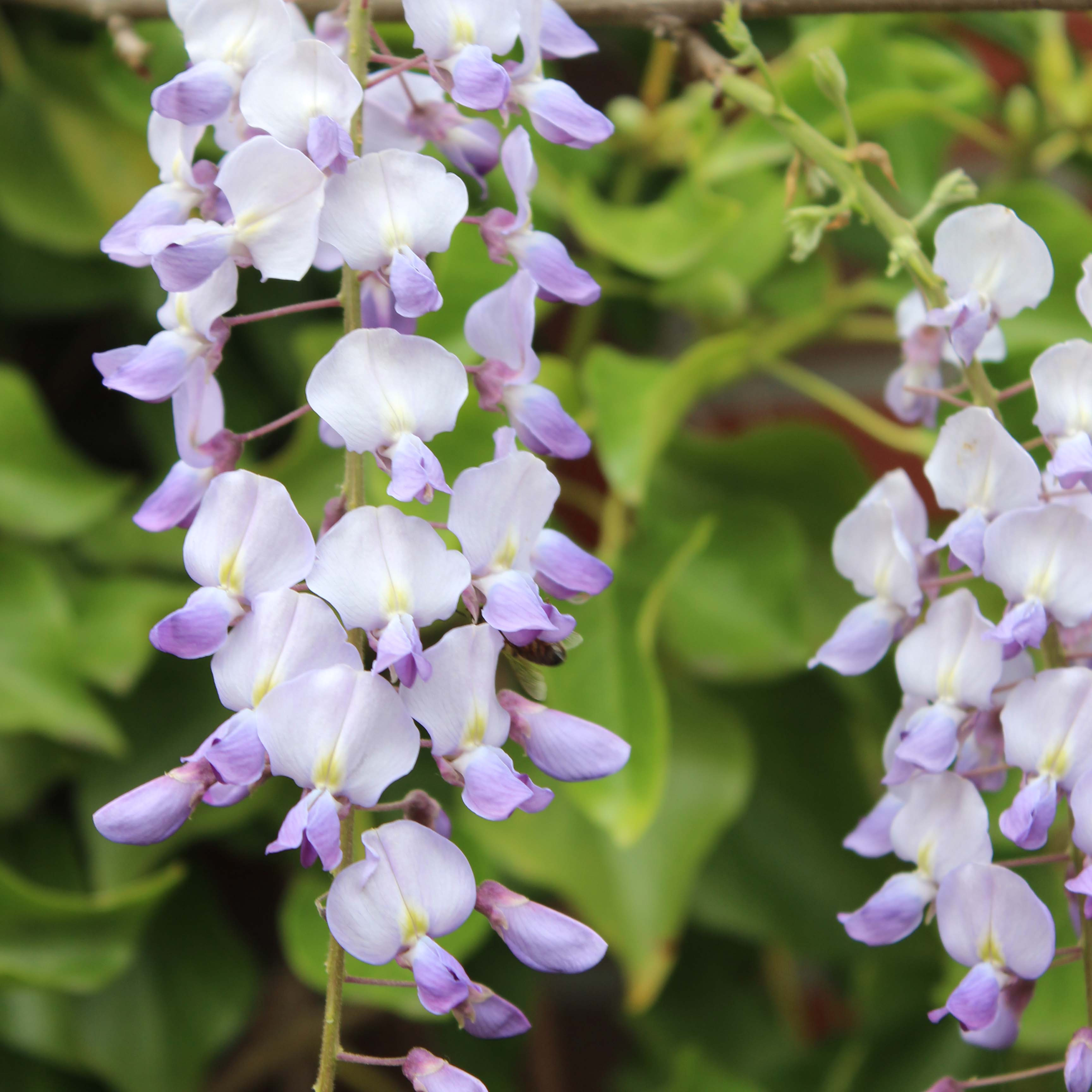 Wisteria floribunda 'Issai'