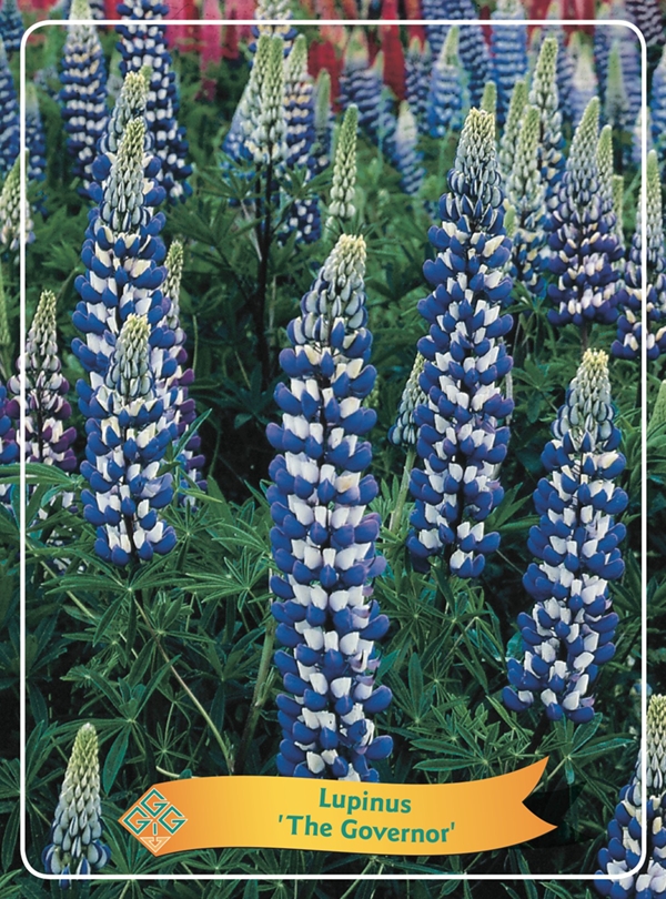 Picture of Lupinus Mix 6x10 srt. per shelve P11