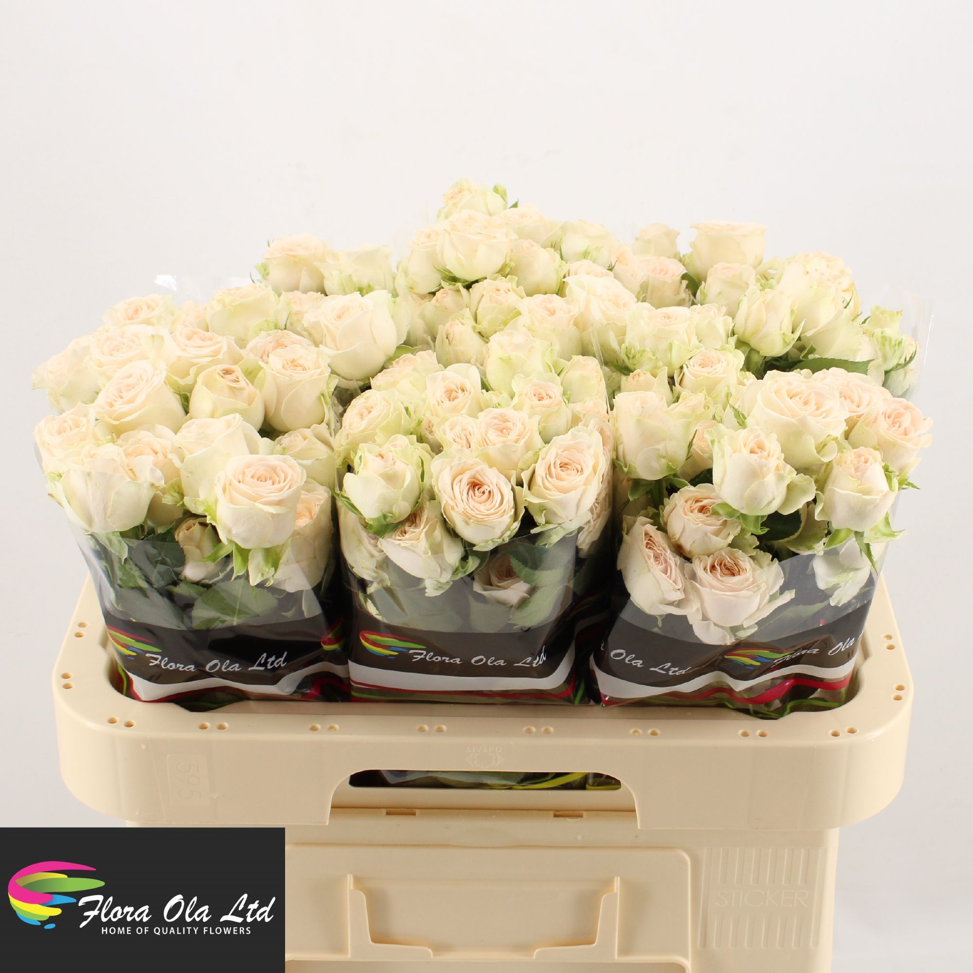 R Tr Sofie 60cm
